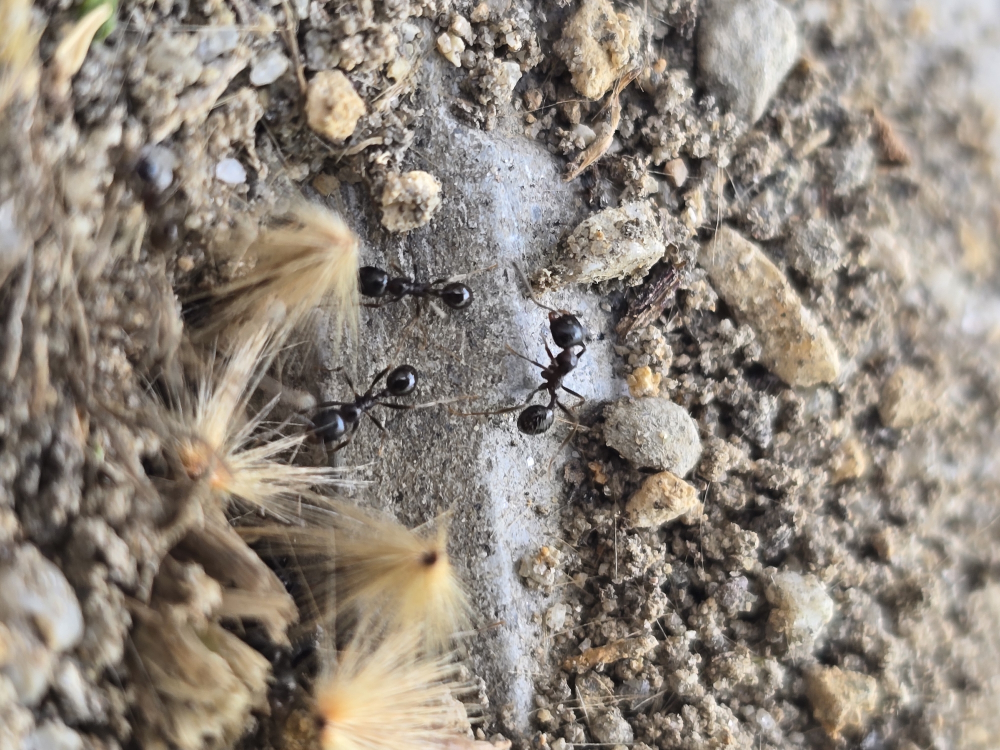 The image shows a close-up view of ants on a surface of mixed materials, including concrete, soil, small stones, and plant debris. There are four visible ants, three of which are black and one has a reddish head. They appear to be foraging or interacting with each other. The environment suggests an outdoor urban setting. Although I cannot ascertain the image's specific location, the user suggests Plovdiv, Bulgaria.