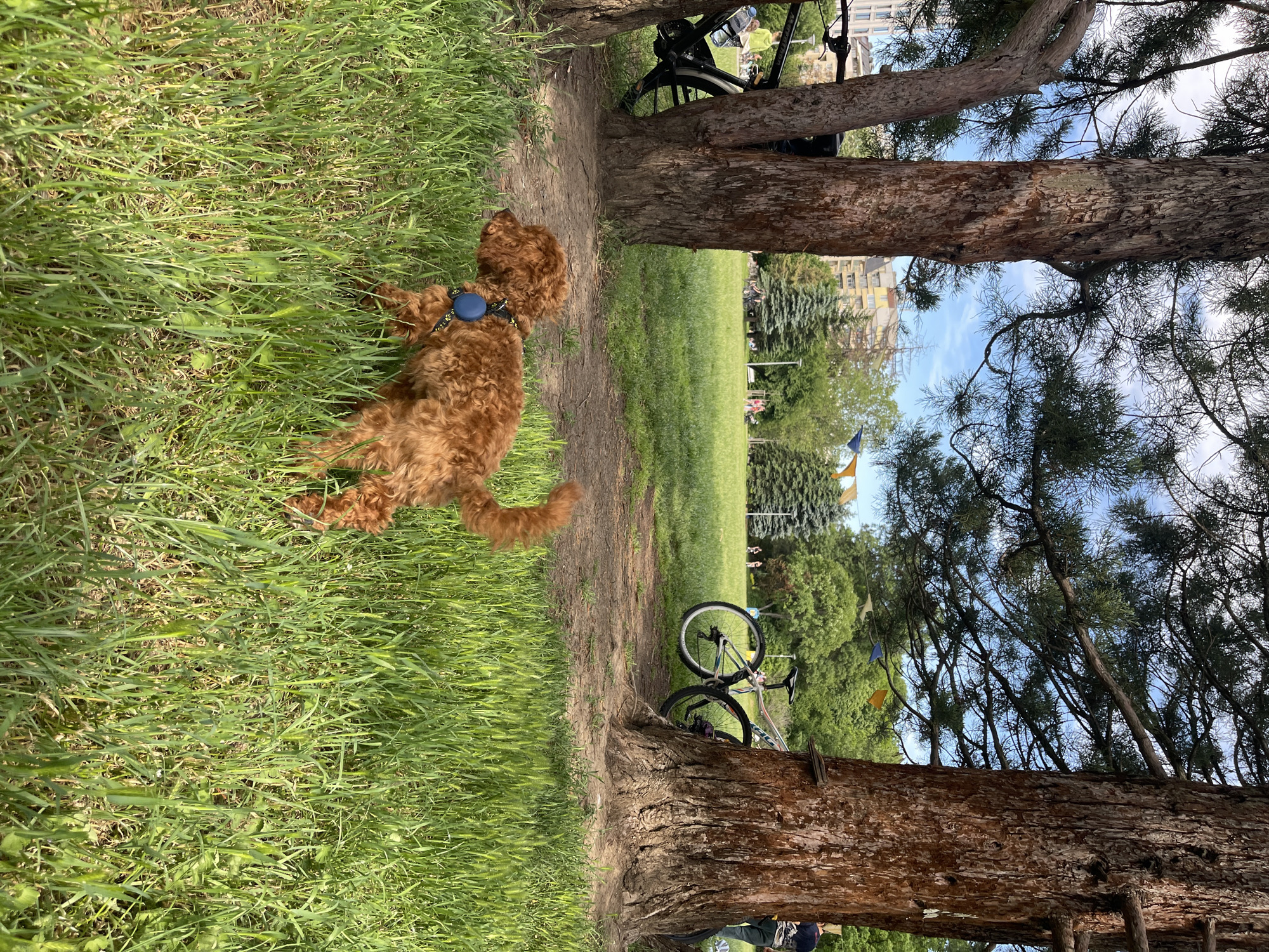 A medium-sized, curly-haired, brown dog with a blue collar stands in the grass next to a path flanked by two trees. A bicycle is leaning against each of the trees. In the distance, there is a grassy field, trees, and buildings. The location is a park in Sofia, Bulgaria. The photo is taken during the daytime with visible sunlight.