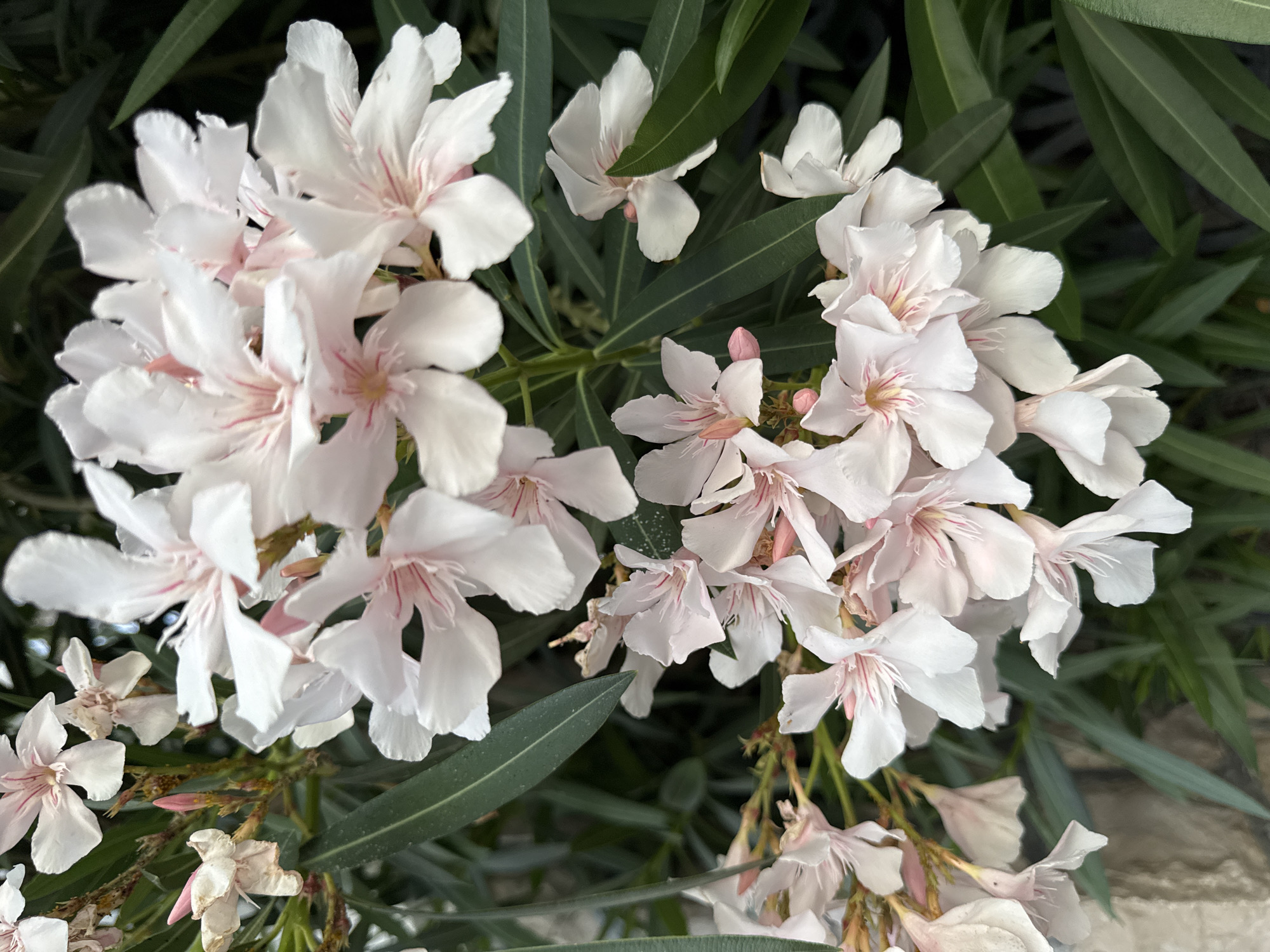 In Burtaiši, Montenegro, a cluster of delicate white oleander flowers with subtle pink streaks is in full bloom, set against a backdrop of deep green, slender leaves. Some flowers are fully open, revealing their intricate stamens, while others are still in bud. The petals are soft and slightly ruffled. The leaves are long and narrow, typical of oleander plants. The overall impression is one of natural beauty and abundance, likely a common sight in the Mediterranean climate of Montenegro.