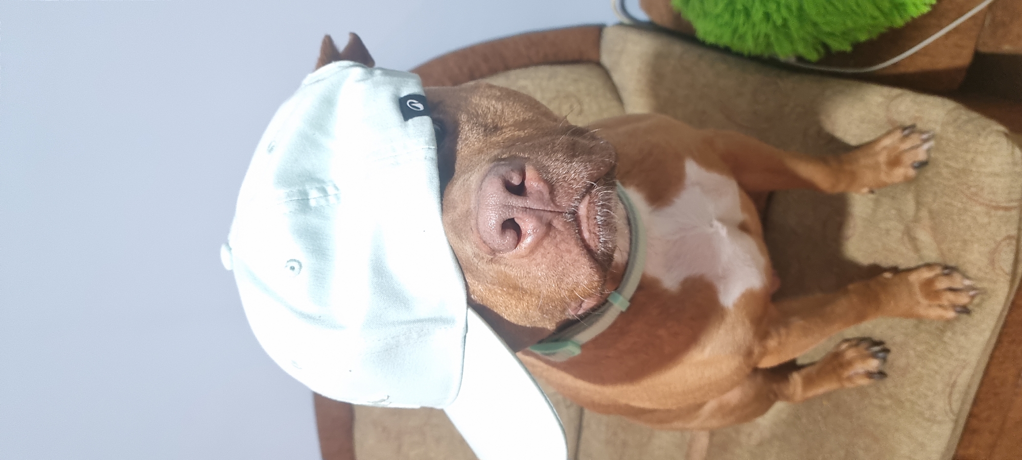 A brown and white dog is reclining on a brown dog bed indoors. The dog is wearing a light blue baseball cap, pulled down over one eye. The dog's nose and mouth are visible, as are its paws resting on the bed. A green fuzzy object is visible at the top of the frame. The background is a plain white wall.