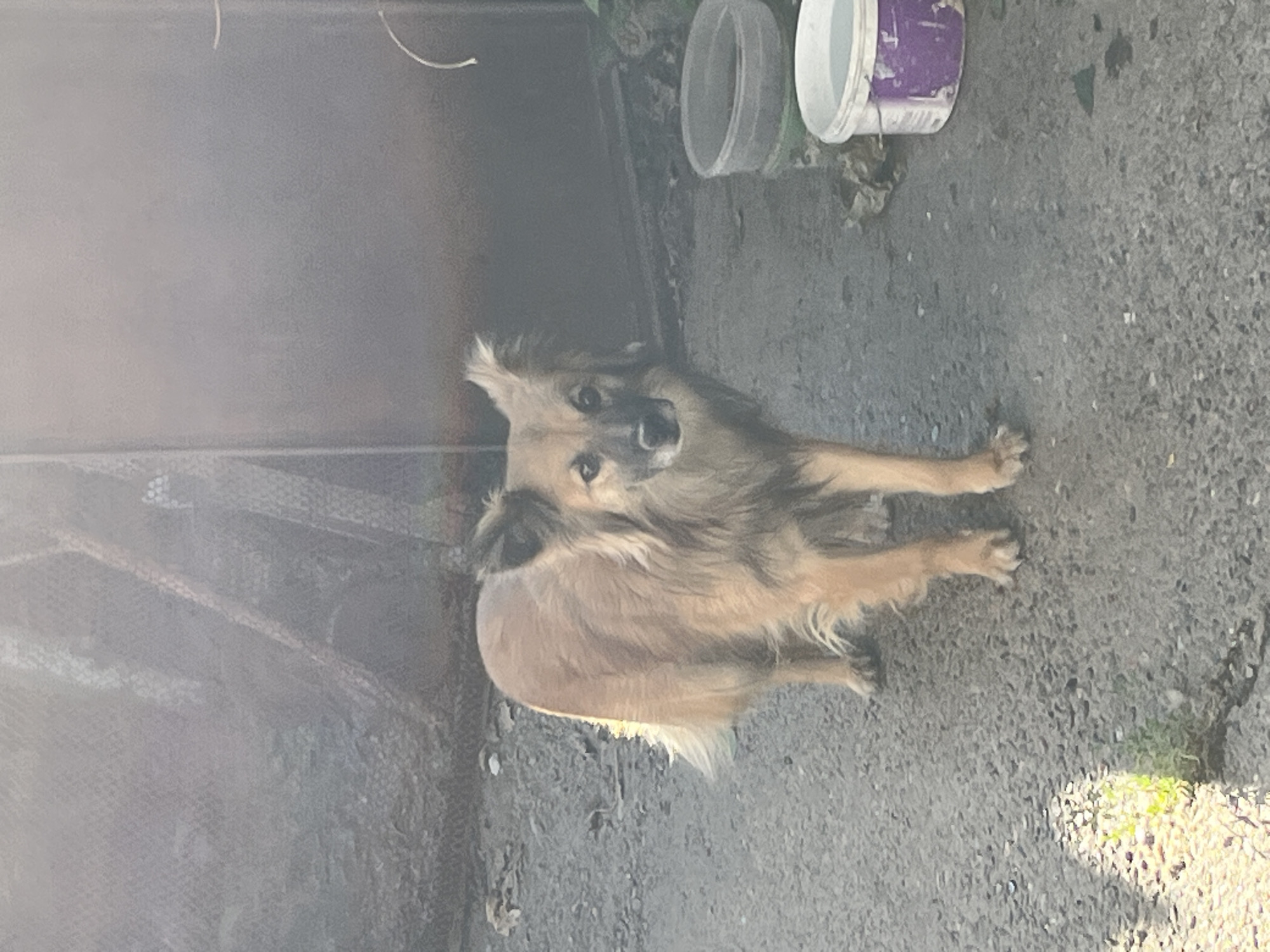 A medium-sized, tan-colored dog with shaggy fur and pointed ears stands on a paved surface, looking towards the camera. The dog's tail is bushy and extends to its right. In the background, a dark, corrugated metal structure is visible, with a faded mesh fence to the left. Two plastic buckets, one white and one green with a purple band, are placed near the metal structure. The ground is speckled with small stones and debris, and a patch of green vegetation is illuminated by sunlight on the lower left side of the image. The scene appears to be an outdoor area in a semi-urban or rural setting, potentially in Төмөнкү Ала-Арча, Kyrgyzstan, given the context provided.