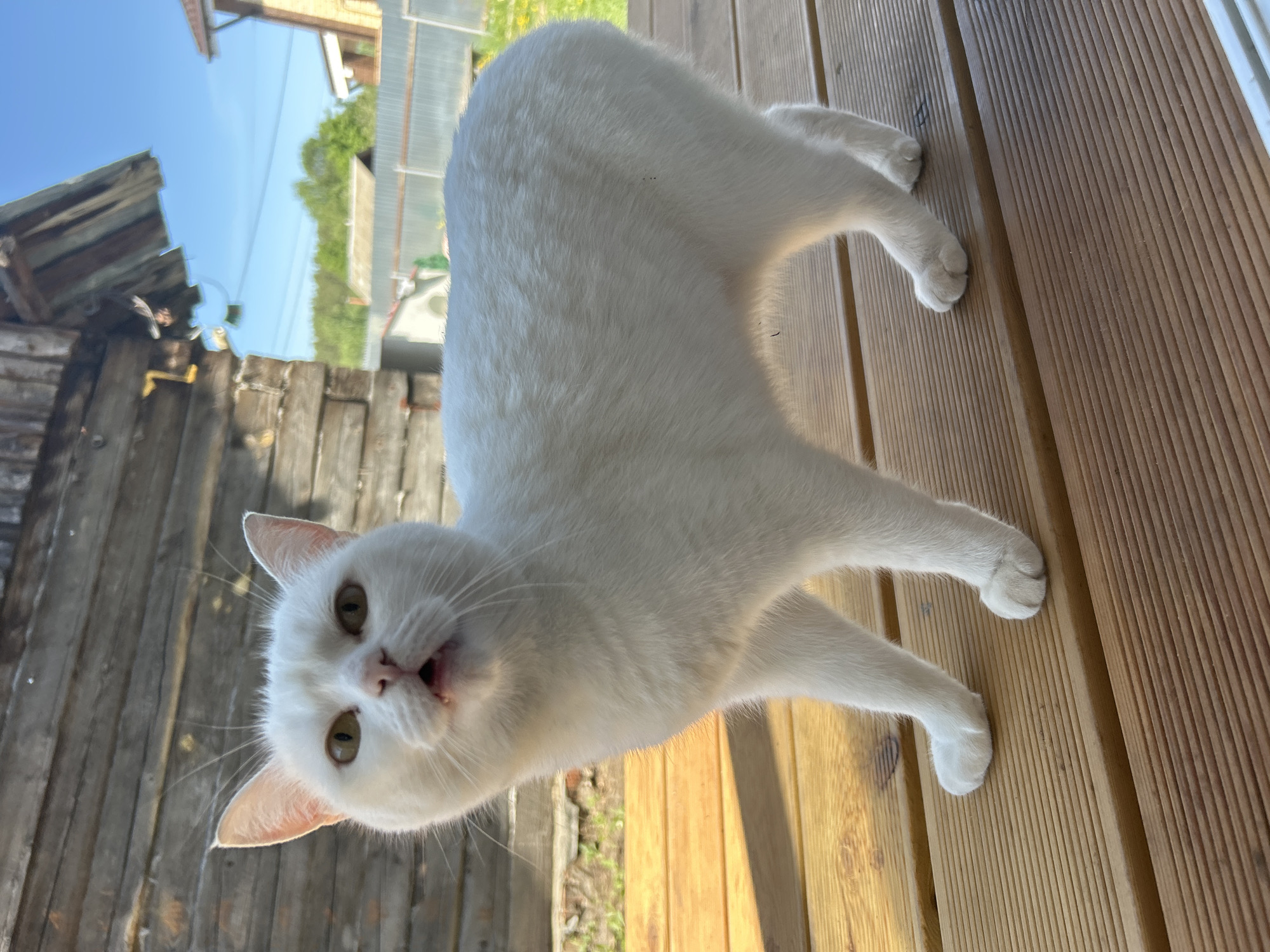 A white cat stands on a wooden deck outdoors, likely a veranda or patio, with a weathered wooden fence and a glimpse of greenery and buildings in the background. The location is Chaikovsky, Russia. The cat is the primary subject, positioned towards the left of the frame, looking at the camera. The deck planks are arranged in parallel lines, and the lighting suggests a sunny day.
