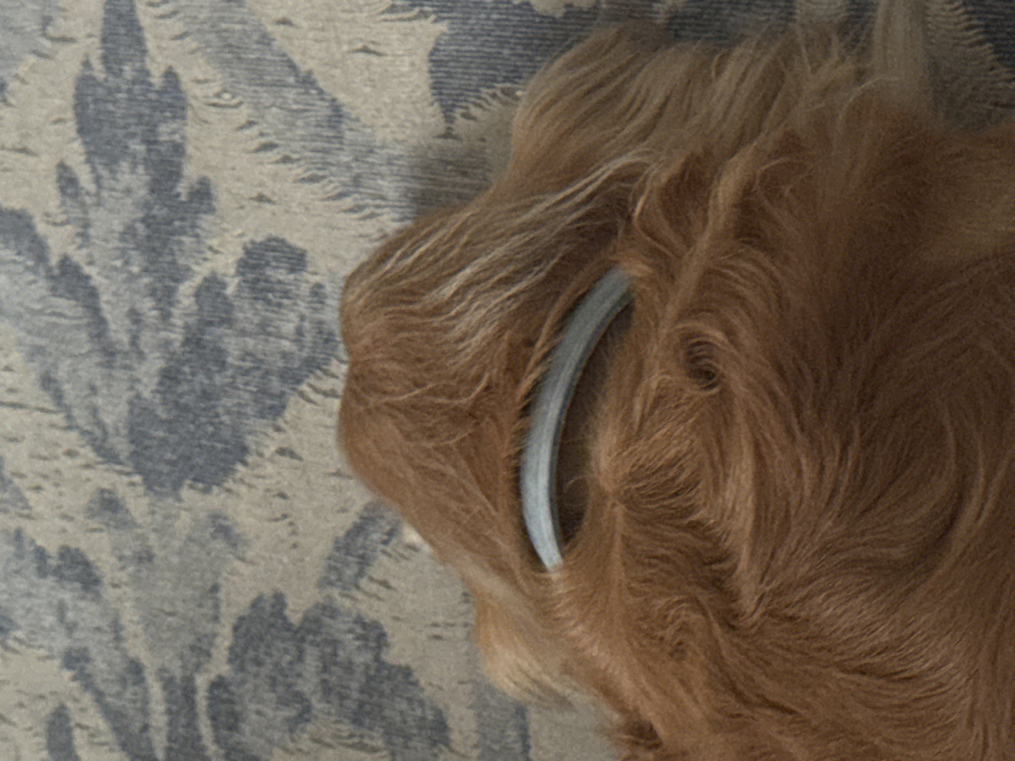A close-up, overhead shot shows the back of a golden-colored dog's head, obscured by fur. A light blue, circular object appears to be placed on the dog's head, with fur peeking out from underneath it. The dog is resting on a textured surface with a blue and grey floral pattern. The lighting is soft, and the image is slightly out of focus, giving it a dreamy quality. The specific location in the city of Unknown, Unknown cannot be determined from the provided image.