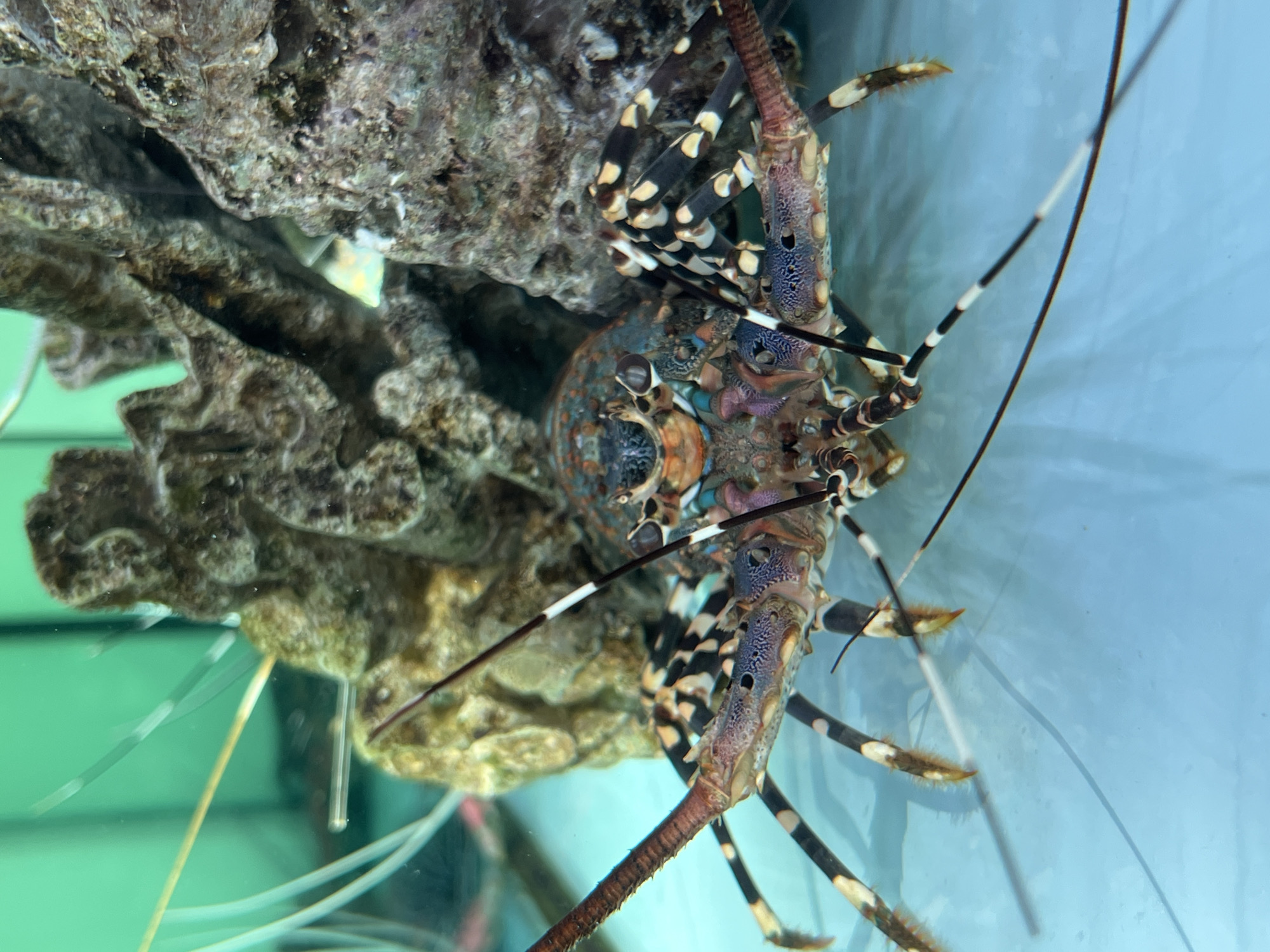 A spiny lobster is showcased in an aquarium, its colorful body and segmented legs clearly visible against the blue water and rock formations. The lobster's antennae extend outwards, and its eyes are focused forward. The aquarium is lit, revealing the intricate patterns on the lobster's shell and legs. This scene is located in Kuta Selatan, Indonesia.