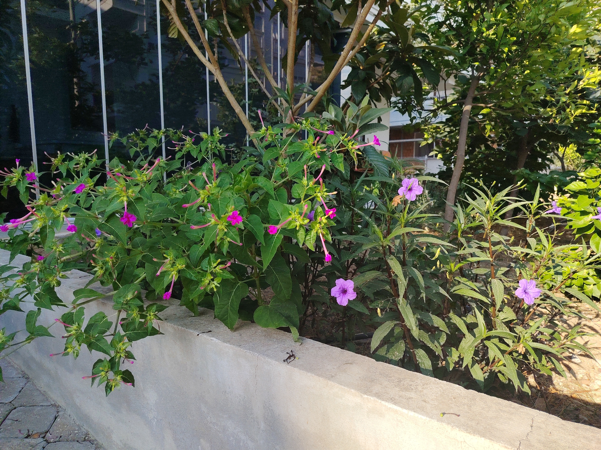 The image depicts a sunlit garden area with a raised concrete planter. In the planter, a dense cluster of green leafy plants with numerous pink and magenta tubular flowers is visible, some with buds. Adjacent to this, on the right side of the planter, is a sparser plant with bright purple, trumpet-shaped flowers and long, pointed green leaves. Behind the planter, a tall tree with multiple thin, light-brown branches dominates the background, with a building featuring large windows and white vertical bars visible behind it. The ground adjacent to the planter on the left is paved with gray interlocking stones, and on the right, it appears to be a sandy or dirt surface. The overall scene is outdoors and bathed in natural light, suggesting a temperate climate. The specific location is identified as the city of Konyaaltı, Turkey.