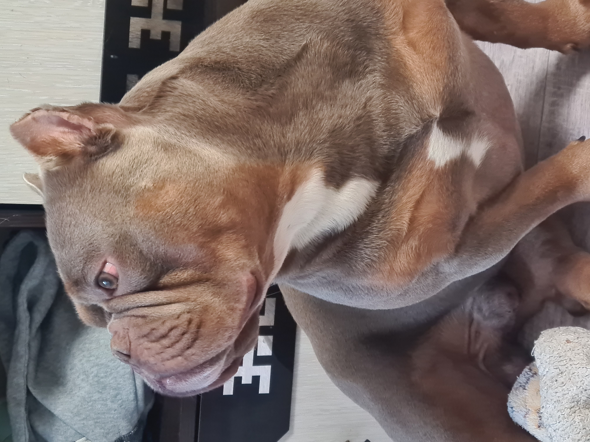 This is a close-up, top-down, rotated shot of a light brown dog with some white markings on its chest, lying down. The dog's head is in the lower left of the frame, with its face turned towards the viewer. The dog has wrinkled skin on its face and a light-colored eye that is partly visible. Its ears are floppy and light-colored, with darker fur on the inside. Part of its body and legs are visible, with the legs appearing muscular.
The dog is lying on a light-colored wooden floor. To the left of the dog, partially visible, is a dark object with white block lettering. The letters appear to be "E" and "M" or similar shapes, with a stylized design. Next to this object and behind the dog's head is a folded gray fabric, possibly clothing or a blanket. In the lower right of the frame, a portion of a fuzzy, light-colored object is visible, possibly a toy or bedding. The lighting suggests an indoor setting, with no indication of time of day or weather. The dog's expression is relaxed, as it appears to be resting.