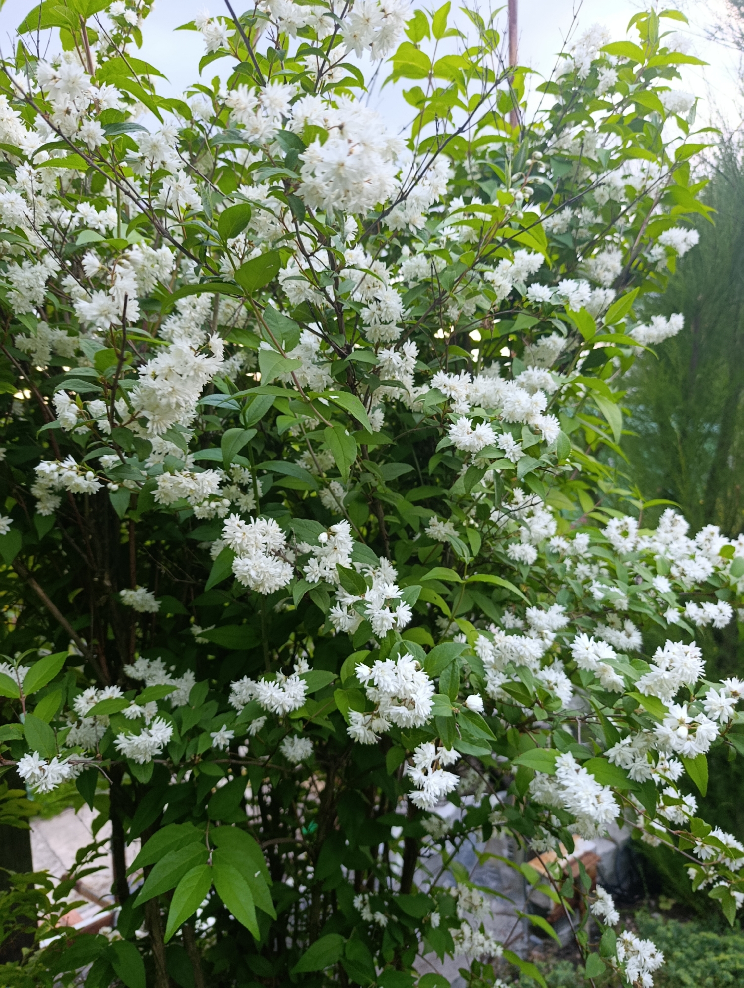 The image shows a close-up of a dense shrub covered in numerous small, white, pom-pom-like flowers and green leaves. The shrub is outdoors, with a hint of a blurred background that suggests a natural or garden setting. The lighting indicates it is daytime, possibly overcast. There are no people or animals visible. The plant appears healthy and in full bloom. There is no specific indication of the location being Bratske, Ukraine.