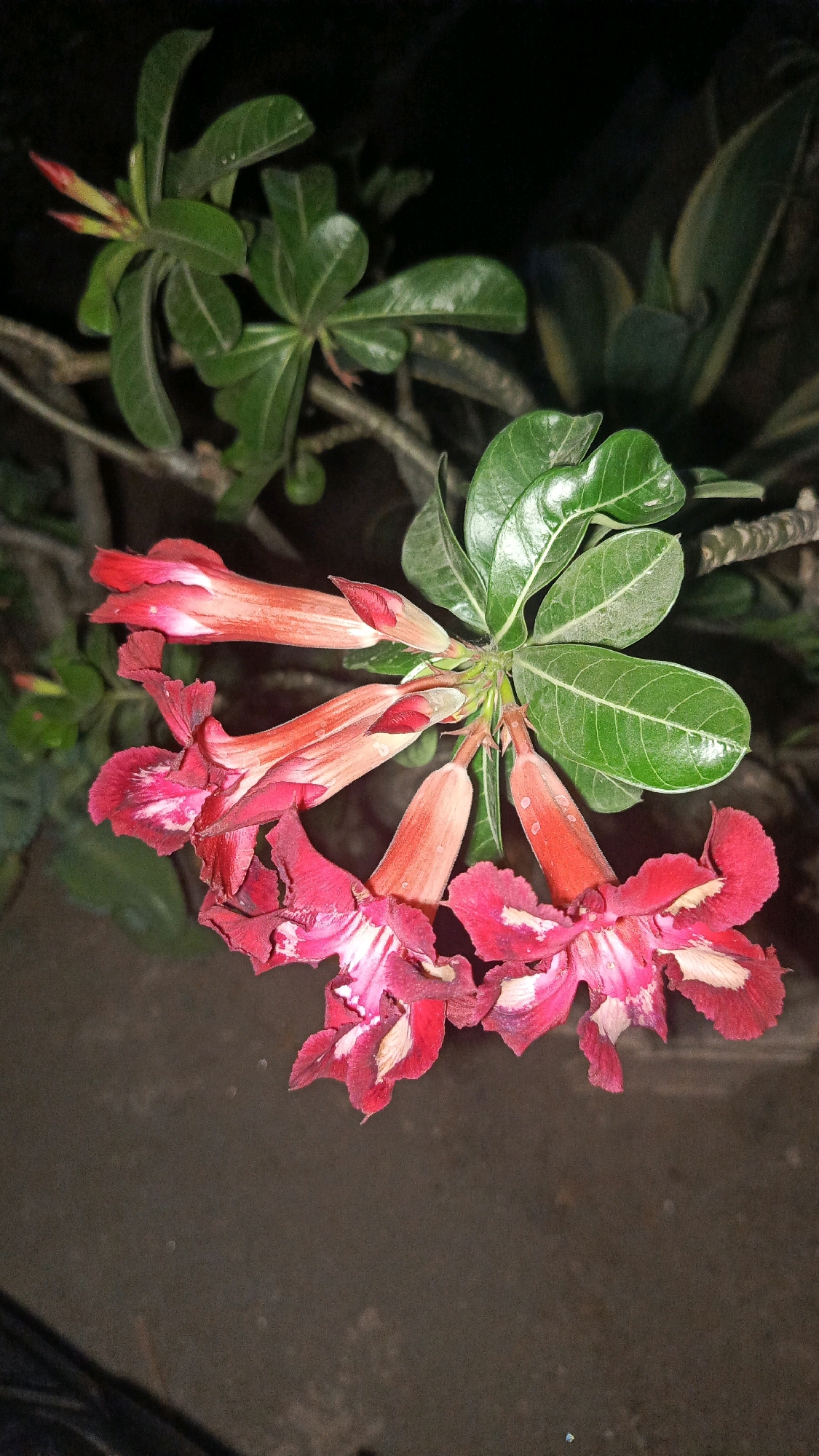 A close-up, low-angle shot displays a cluster of vibrant pink and red desert rose flowers against a dark, out-of-focus background. The flowers, some fully bloomed and others in bud, exhibit ruffled petals with white and lighter pink variegations. Lush green leaves, tinged with dust, surround the blossoms. The surface beneath the flowers appears to be a rough, dark-colored ground. The image is undated and its location is specified as Semanding, Indonesia.