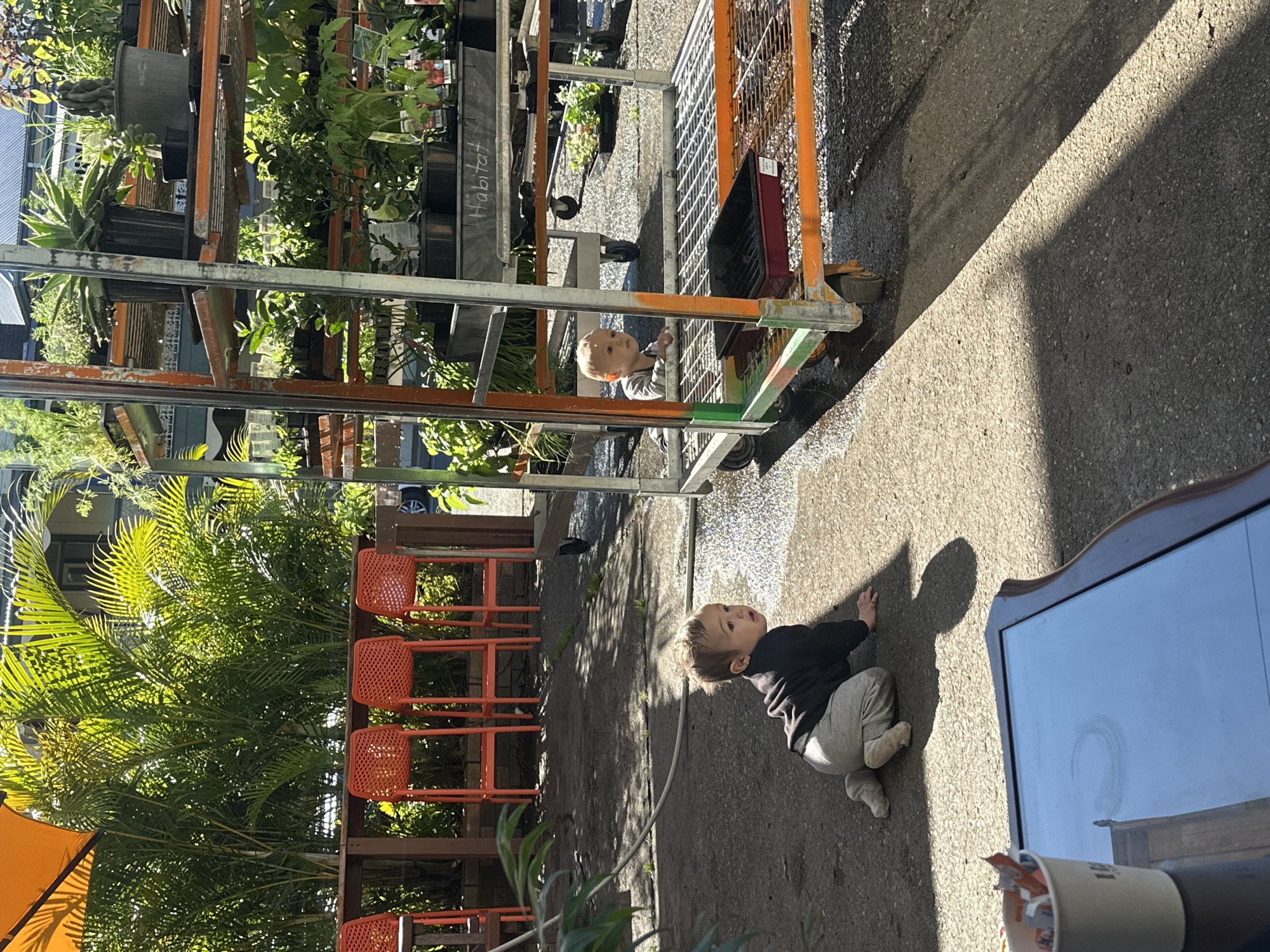 The image depicts an outdoor scene, likely a nursery or garden center, with an orange umbrella casting a shadow in the upper left corner. In the foreground, a baby is crawling on a paved surface. The baby is wearing a dark long-sleeved shirt and light gray pants, with socks on its feet. To the right of the baby, a metal cart laden with plants is visible. A second baby can be seen inside the cart, looking out. In the background, several bright orange chairs are lined up against a wooden railing, with lush green foliage behind them. A table with a white cup containing small packets is in the lower left foreground. The overall environment suggests a bright, sunny day. The location is described as being in the city of Bellingen, Australia.