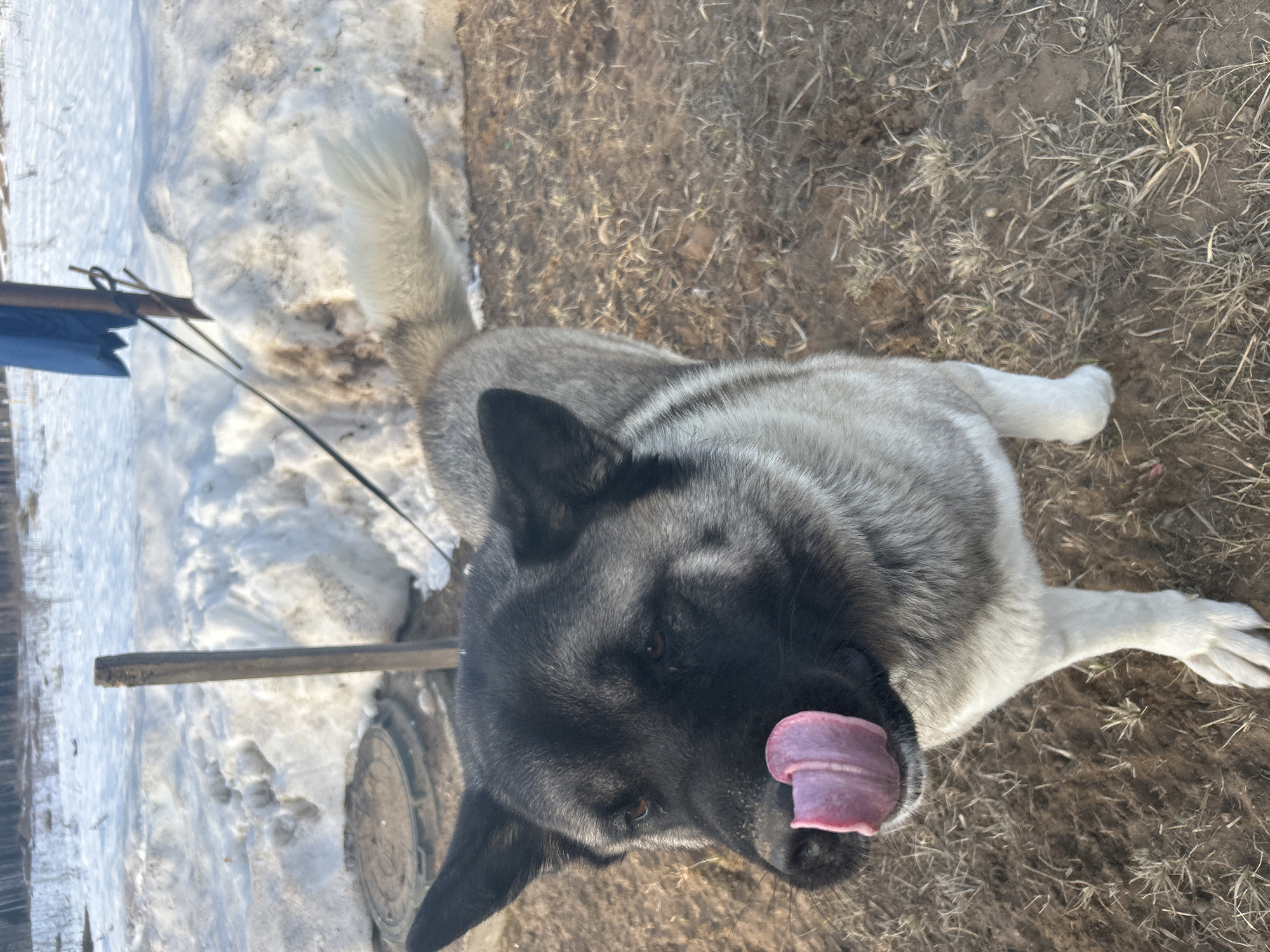 This image, taken in Noviy, Russia, depicts a large Akita-type dog with a black muzzle, ears, and facial mask, and a grey-tan body with white underparts and legs. The dog is positioned in the foreground, facing left with its pink tongue extended to lick its nose. It wears a dark leash, which extends towards a weathered wooden pole in the mid-ground. A crumpled blue tarp is draped from the upper portion of this pole. To the left of the pole, a circular metal manhole cover is partially visible on the ground. The immediate ground consists of dry, reddish-brown earth with sparse patches of light-colored, dry grass. Beyond this, patches of dirty, melting snow are present. In the distant background, a line of bare trees stands under daylight conditions. No human subjects are visible.