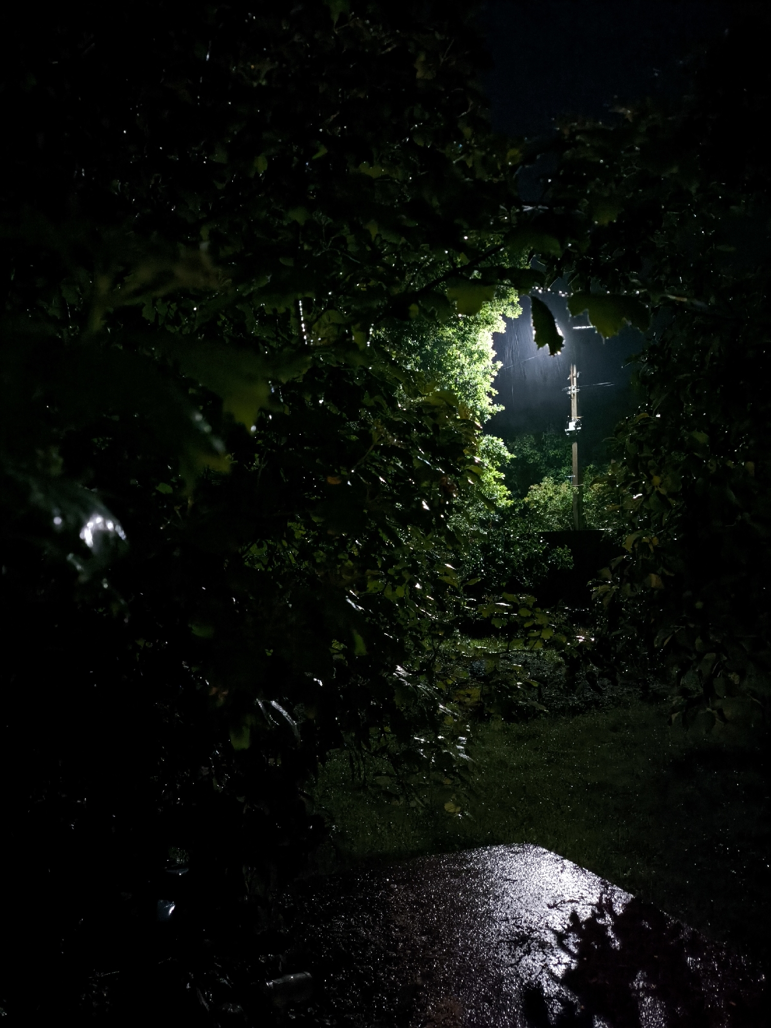 The image depicts a nighttime scene, possibly during rain, in a dimly lit, green environment that could be a park or a wooded area within the city of Novonikolskoye, Russia. In the background, a lamppost is visible, casting a bright, diffused light that illuminates the surrounding trees and foliage. The ground in the foreground appears wet, reflecting the light and suggesting the presence of puddles or a damp surface. The overall atmosphere is dark and moody, with the light from the lamp creating a stark contrast against the shadows. There are no people visible in the image.