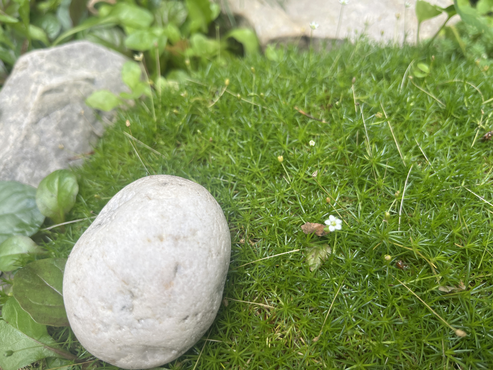 A close-up, eye-level, natural light shot captures a smooth, off-white, ovate stone resting on vibrant green, needle-like moss. The stone is positioned in the lower left quadrant of the frame. Behind and to the left of the stone, several rounded, dark green leaves are visible. Further in the background, a larger, irregularly shaped grey stone is partially visible amongst soft-focus green foliage. The moss carpet extends throughout the rest of the image, dotted with tiny white flowers and the tips of thin green stems. The scene appears to be a detail of a garden or natural outdoor setting in the village of Starozhivotinnoe, Russia.