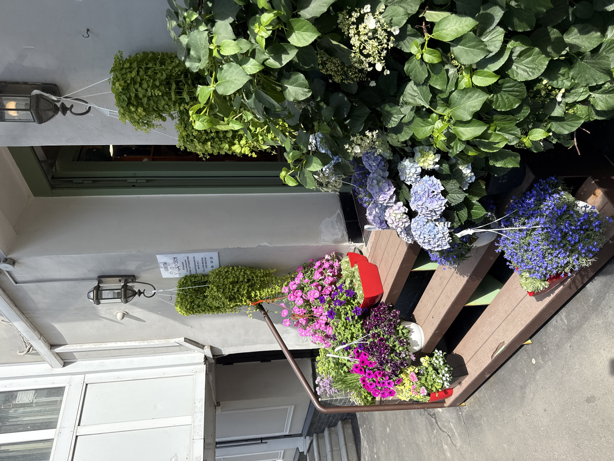 The image captures a vibrant and colorful floral display outside a business in Moscow, Russia, on a bright, sunny day. The scene features the light grey facade of a building, likely a shop or cafe, with a green-framed door or window.
A tiered display stand, resembling wooden steps, holds a profusion of potted plants and flowers. These include large arrangements of blue and purple hydrangeas, bright pink and purple petunias, and smaller flowering plants in red and white pots. Overhead, numerous green plants with large leaves form a lush canopy, and two hanging baskets with dense green foliage are suspended.
Two decorative outdoor wall lamps are mounted on the building's wall; one shows a distinct bright reflection, indicating strong sunlight. A white sign in Cyrillic is affixed to the wall, clearly visible. It reads "ЦВЕТЫ ЦАРИЦА" (Tsvety Tsaritsa), identifying the business as "Queen Flowers" or "Flowers Tsaritsa." The sign also provides the address: "Петрозаводская пр. д. 9, стр. 1" (Petrozavodskaya Avenue, building 9, structure 1), phone numbers (8 495 055-03-03, 8 915 035-90-80), and operating hours: "Вт-Сб 10-22" (Tuesday-Saturday 10 AM-10 PM) and "Вс 10-22" (Sunday 10 AM-10 PM). Additionally, it lists "ИП Барнаков" (Individual Entrepreneur Barnakov) and an OGRNIP number. The foreground shows a paved sidewalk. The overall impression is that of a welcoming and beautifully adorned storefront.