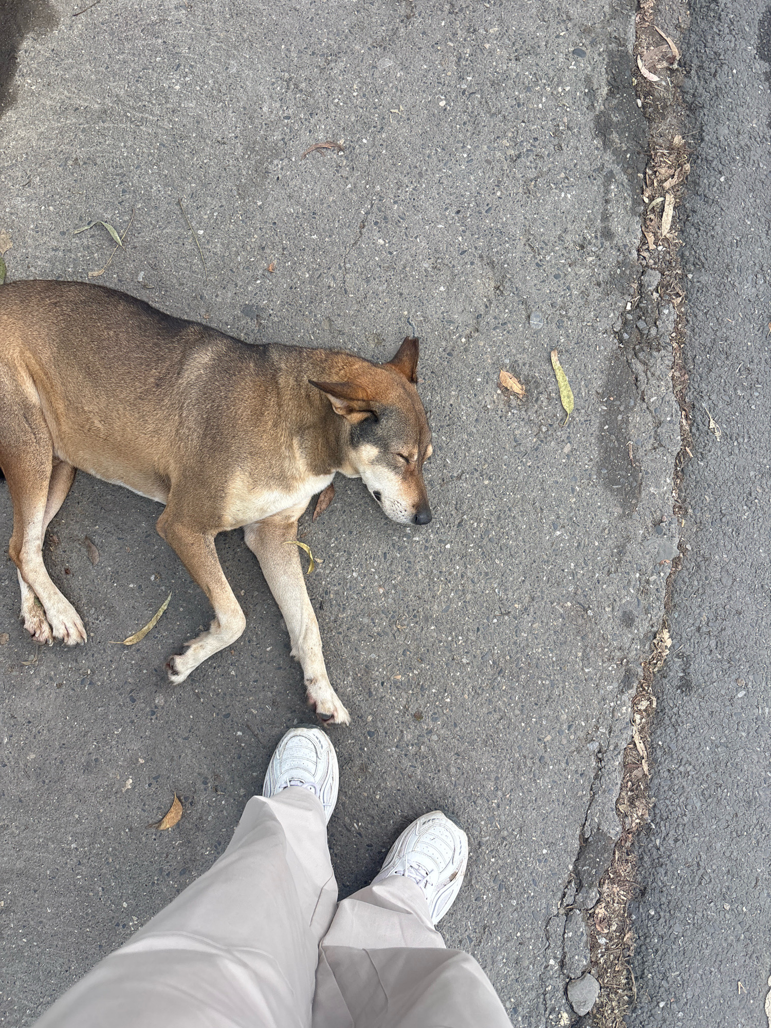 A medium-sized dog with brown and tan fur lies asleep on an asphalt road in Salangaon, India. The dog's eyes are closed, and its head is resting on the ground. Its paws are extended in front of its body. The road is cracked and shows signs of wear. Several dry leaves are scattered on the asphalt. In the foreground, a person's legs, clad in light-colored trousers and white sneakers, are visible, indicating the vantage point of the camera. The person appears to be standing near the dog.
