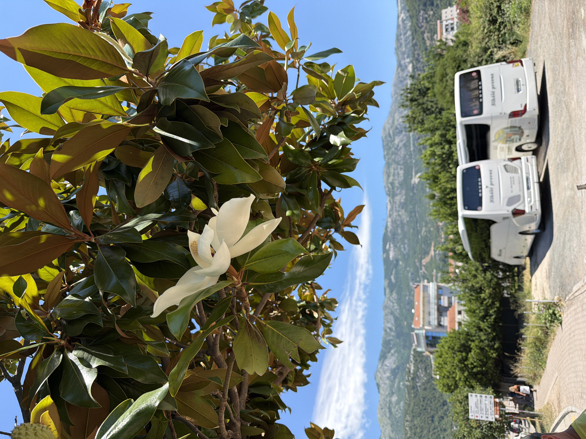 In Budva, Montenegro, two white tour buses are parked on a gravel lot under a bright blue sky. A magnolia tree with large green leaves and a white flower shades the foreground. In the background, buildings and lush green trees dot the landscape, with a mountain range visible in the distance. A woman in a white skirt walks away from the viewer on a paved walkway to the left, near a directional signpost.