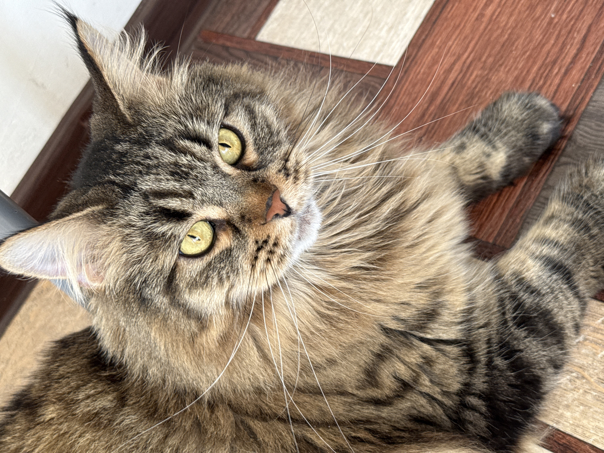 The image displays a long-haired domestic cat, consistent with a Maine Coon breed, situated indoors. The cat's fur exhibits a brown classic tabby pattern with darker brown and black stripes, contrasting with lighter tan and cream-colored fur on its chest and underparts. Its eyes are large, almond-shaped, and distinctly yellow with visible vertical pupils. The nose is a pinkish-brown, and numerous long white whiskers extend from its muzzle. The ears are large, pointed, and feature prominent dark fur tufts at their tips. The animal is depicted in a recumbent position, with its head slightly raised and directed towards the viewer. One front paw, showing dark grey paw pads and mottled fur, is visible on the right side of the frame.
The immediate environment includes flooring composed of rectangular planks in varying shades of brown and reddish-brown, suggesting wood laminate or tile. In the upper background, a section of a white wall or surface is visible, bordered by a dark brown baseboard or trim. A dark, indistinct object is partially visible in the upper left corner of the image. The lighting is uniform, consistent with an interior setting. No other individuals or notable objects are present in the scene.
The specific location within the city of Izhevsk, Russia, cannot be determined from the visual information provided in the image.