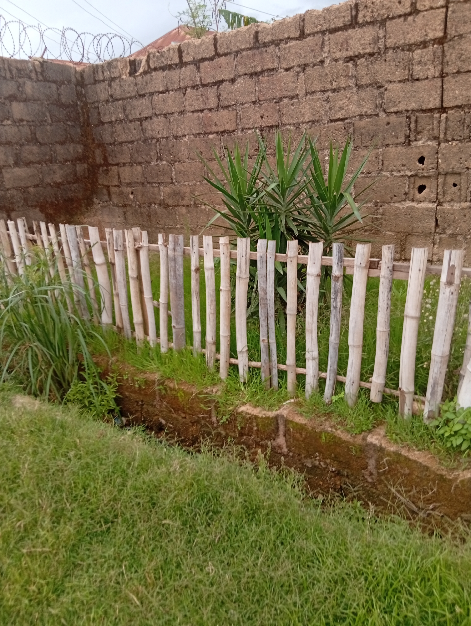 This image depicts an outdoor scene in Jos, Nigeria. The main subjects are a rough-hewn brick wall topped with barbed wire, a low bamboo fence, and lush green grass.
The brick wall, likely part of a property boundary, is constructed from reddish-brown bricks and shows signs of age and weathering. The barbed wire coiled along the top suggests a need for security. In front of the wall, a small cluster of spiky green plants, possibly a type of yucca, grows.
The bamboo fence is made of vertically placed bamboo poles, bleached and weathered to a light grey and brown color, secured by horizontal bamboo crossbars. This fence delineates an area, with green grass growing on both sides. To the left of the fence, taller, reedy grass is visible, and to the right, smaller white flowers are scattered among the grass. A shallow, muddy trench runs along the base of the fence, separating it from the foreground grass.
The scene appears to be set during the daytime, with overcast or diffused lighting, as there are no strong shadows. The overall impression is one of a moderately maintained outdoor space, possibly a yard or garden area, with elements of both utility and natural growth. There is no visible text in the image.