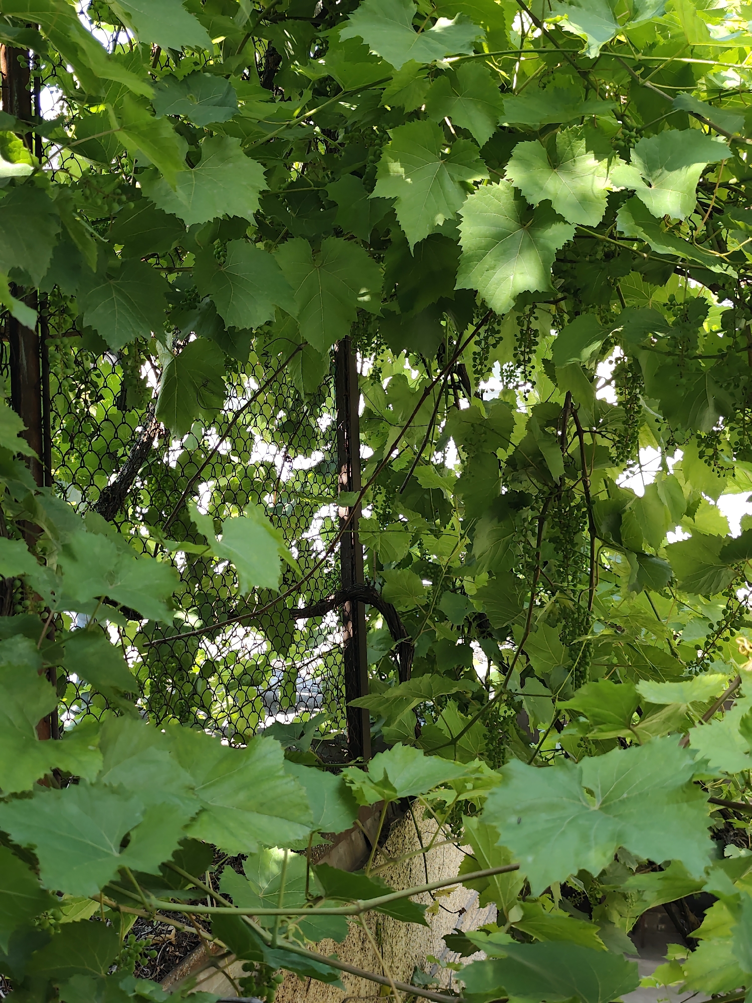 The image displays a dense canopy of vibrant green grape leaves, interspersed with developing clusters of small, green grapes. The leaves are broad and lobed, characteristic of grapevines, and are illuminated by sunlight filtering through from behind, creating bright highlights and dappled shadows.
Behind the foliage, a chain-link fence is visible, its diamond pattern partially obscured by the leaves and thin, brown vine branches. Two dark metal posts support the fence, one on the left and another towards the right side of the frame. The fence itself appears to be an outdoor structure, possibly defining a boundary or supporting the growing vines.
The scene is lush and natural, suggesting an outdoor setting, likely a garden or vineyard. The bright illumination indicates it is daytime, and the abundance of green foliage suggests a season of growth, possibly late spring or early summer. There are no people or animals visible in the image, focusing solely on the plant life and its support structure. The overall impression is one of natural growth and a burgeoning harvest. No text is visible in the image.