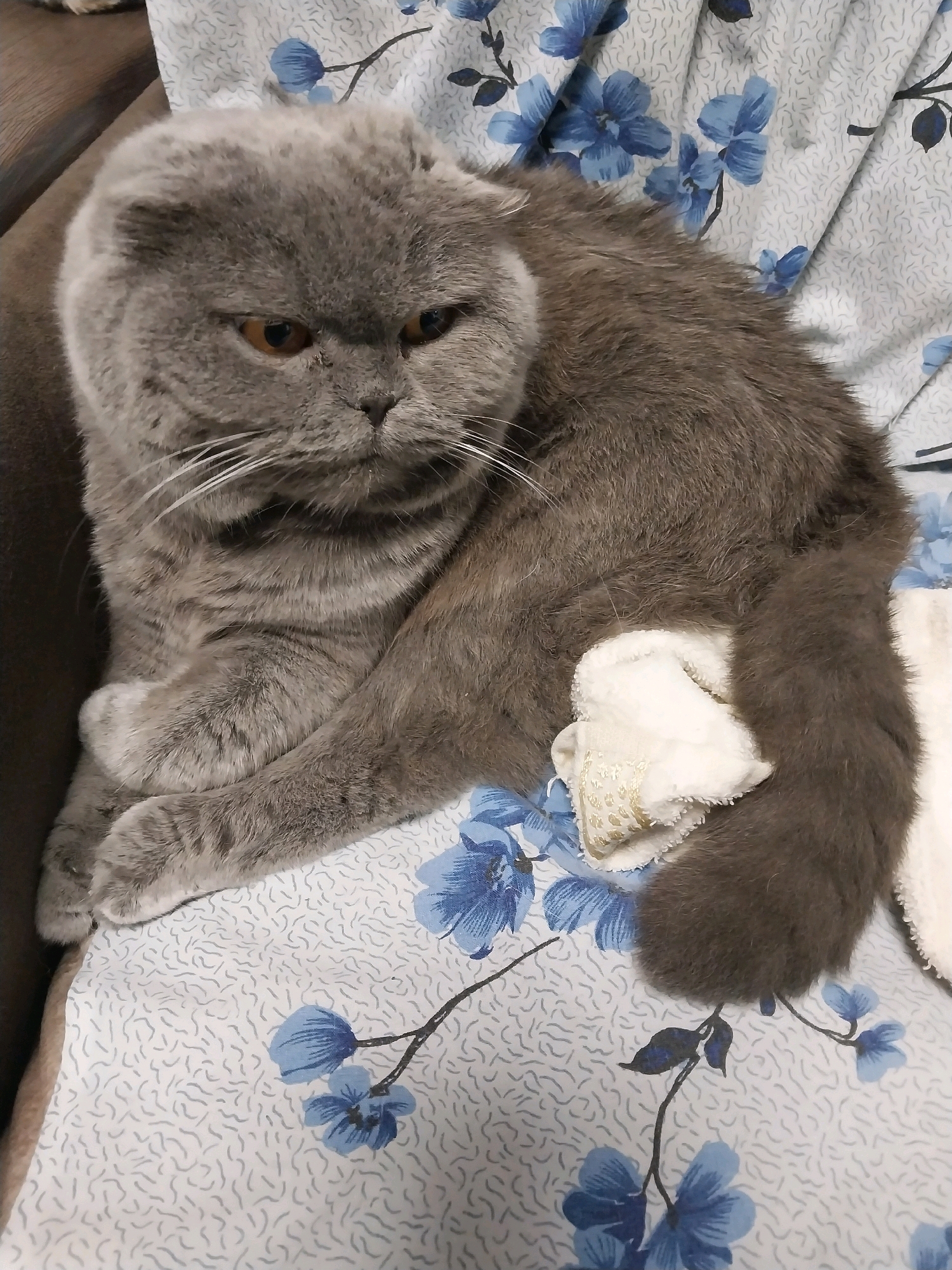 A medium shot from a high angle shows a gray Scottish Fold cat lying on its side on a bed covered with a white floral patterned sheet. The cat is looking to the left with its ears folded and its mouth slightly open. Its front paws are crossed. A white fluffy cloth with a gold embroidered pattern is placed on the cat's hind leg. The cat's tail is curled around its body. The background is blurred, but appears to be a brown sofa. There are no people or any other animals visible in the image. The scene is indoors.