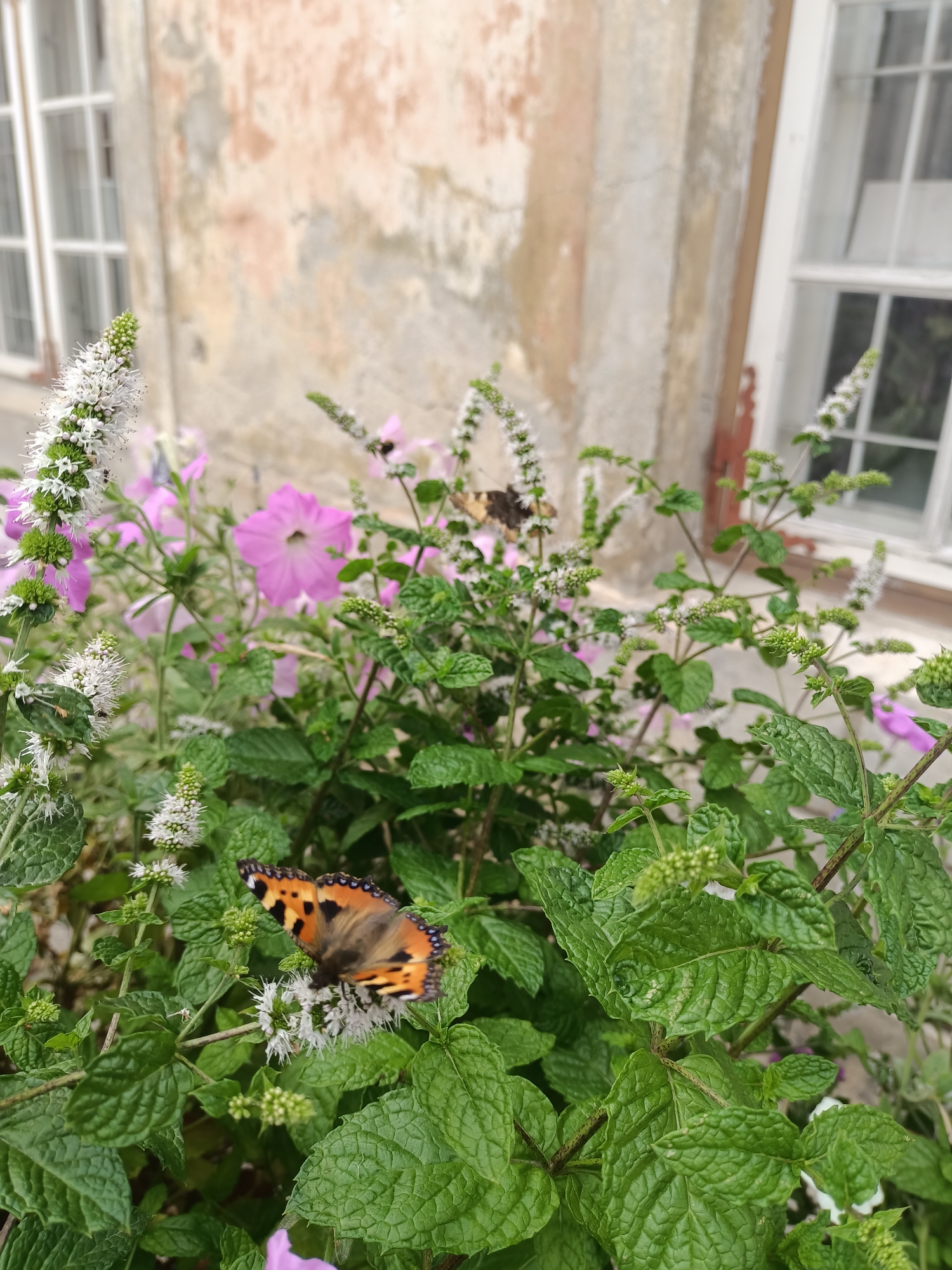 In the foreground of this close-up, eye-level shot, a Tortoiseshell butterfly with orange, black, and white markings is perched on a cluster of small white flowers. The butterfly's wings are partially open, revealing intricate patterns. Behind the butterfly, a bush with lush green leaves and more white flower spikes dominates the midground. In the background, several large pink petunias bloom, adding a splash of color. The scene is set against a weathered, pale peach-colored wall with visible cracks and some light gray discoloration. Two white-framed windows with multiple panes are visible on the left and right sides of the background, suggesting an architectural setting. The overall impression is one of a garden or outdoor setting, possibly near a building. This photograph was taken in Tallinn, Estonia.