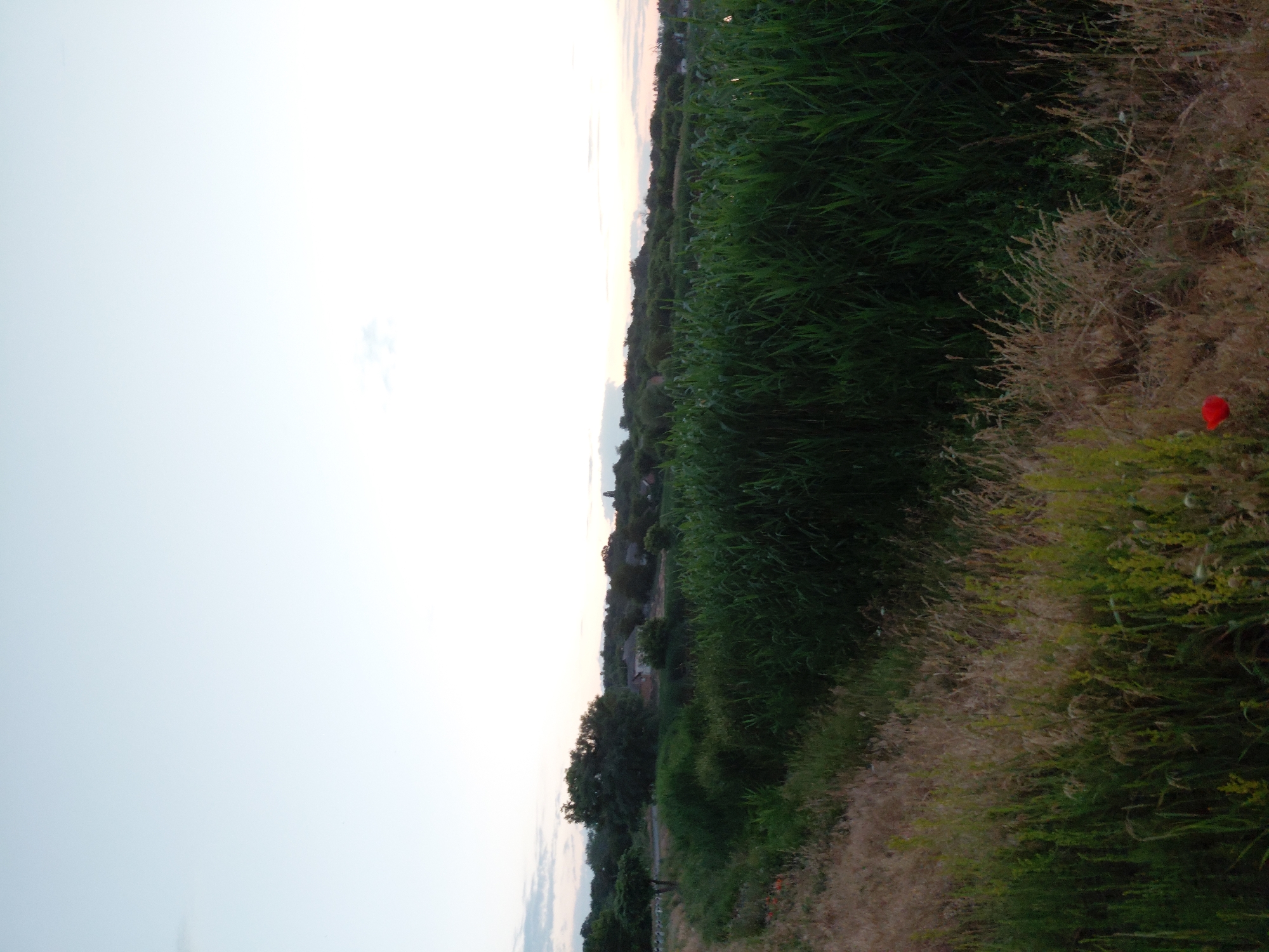 The image depicts a rural landscape, likely in or around Ustyvytsia, Ukraine. In the foreground, dry grasses and some green vegetation are visible. A single red poppy is located in the lower right portion of the frame. Behind this, a dense field of tall green stalks, possibly corn or reeds, stretches across the middle ground. Further in the background, a line of trees and a few buildings are visible, suggesting a small village or scattered dwellings. The sky is clear with a light gradient, indicating it is either early morning or late evening. There are no people or animals visible in the image.