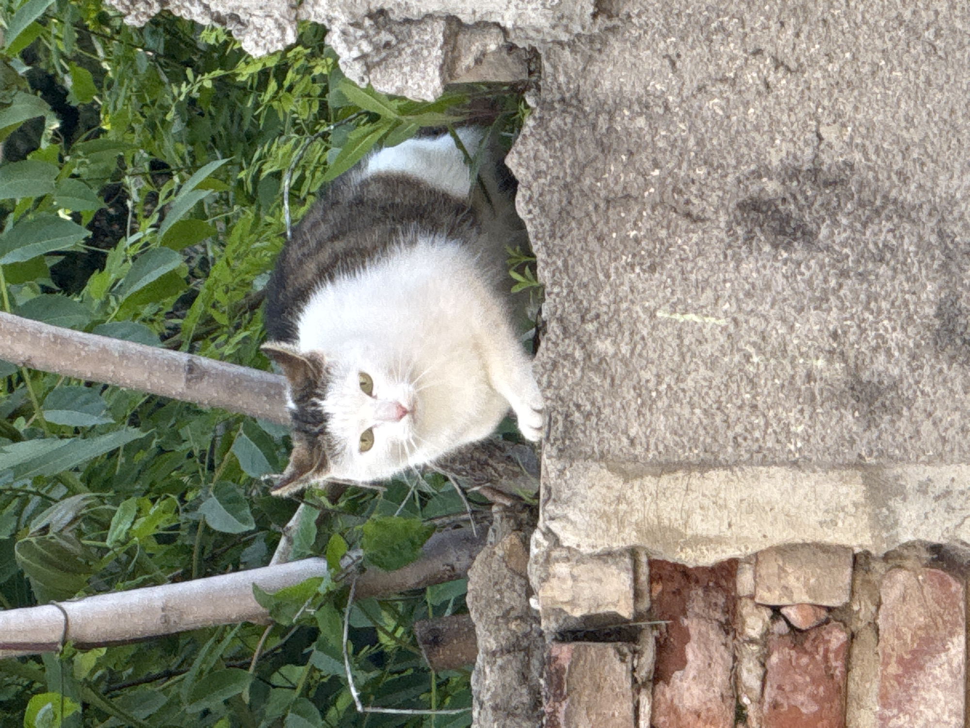 A cat is perched at the edge of a deteriorated brick and stone wall, overgrown with foliage. The cat has white fur with grey/brown markings on its back and head. The background consists of green vegetation, suggesting a park or garden-like setting. The location is in the city of Lovech, Bulgaria.