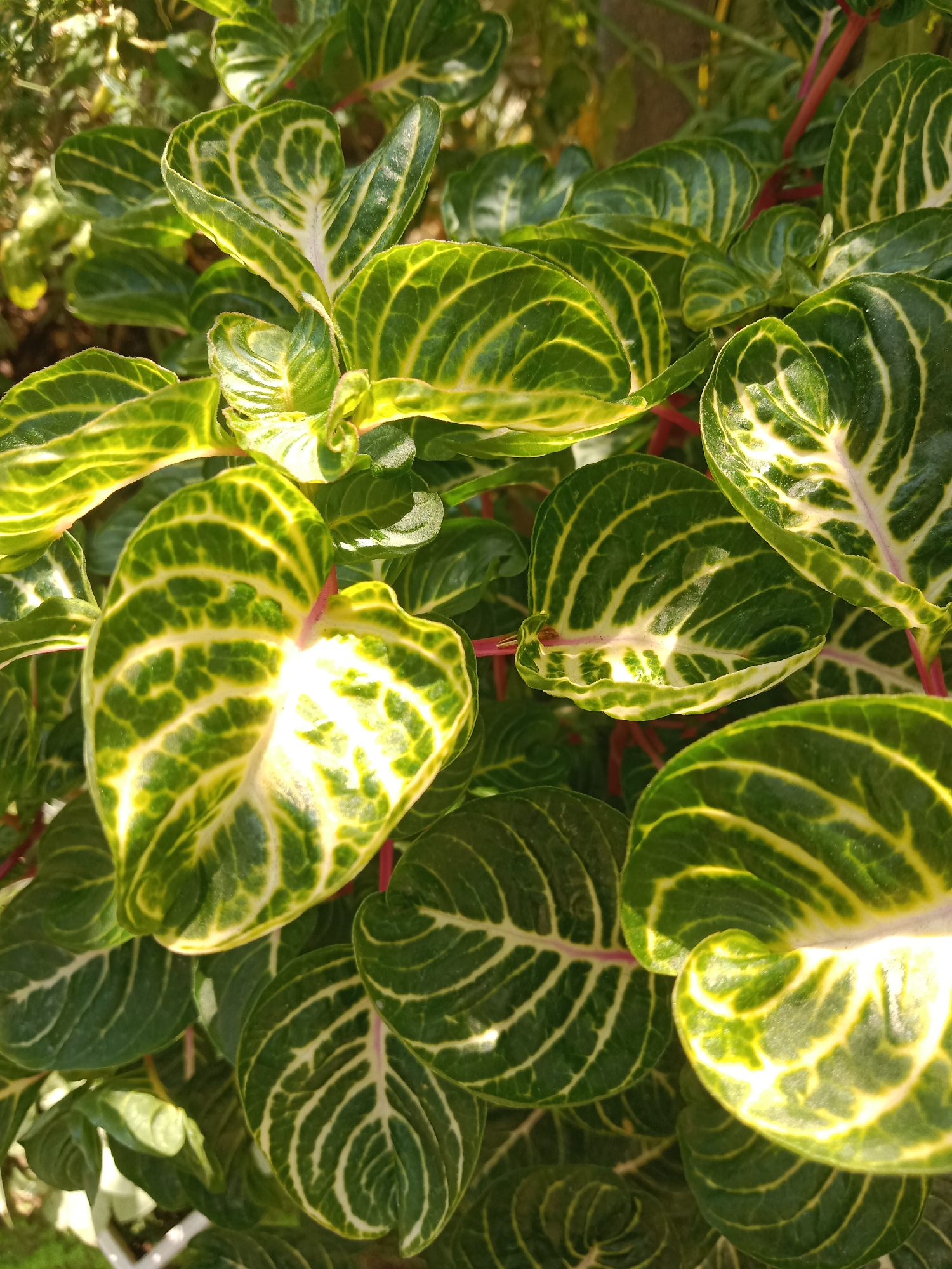 This is a close-up, eye-level, outdoor photograph of a plant with vibrant green and yellow variegated leaves. The leaves have a striking pattern of parallel veins radiating from a central line, with the spaces between the veins being a lighter, yellowish-green. The red stems of the plant are visible peeking through the foliage. The lighting suggests it is daytime, with sunlight highlighting certain leaves and creating bright spots. The background is a blur of green foliage and possibly some brown earth. No people or specific landmarks are visible, making it impossible to determine the exact location within Probolinggo, Indonesia, beyond it being an outdoor environment with plant life.