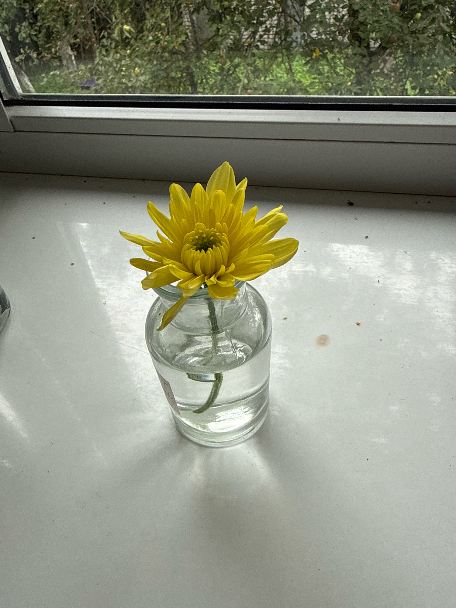 A single yellow chrysanthemum is placed in a small glass vase filled with water. The vase sits on a white windowsill, with a window overlooking greenery and trees in the background. The lighting suggests it is daytime, possibly overcast. The scene is devoid of any people or animals, and there is no indication of it being in Kaliningrad, Russia.