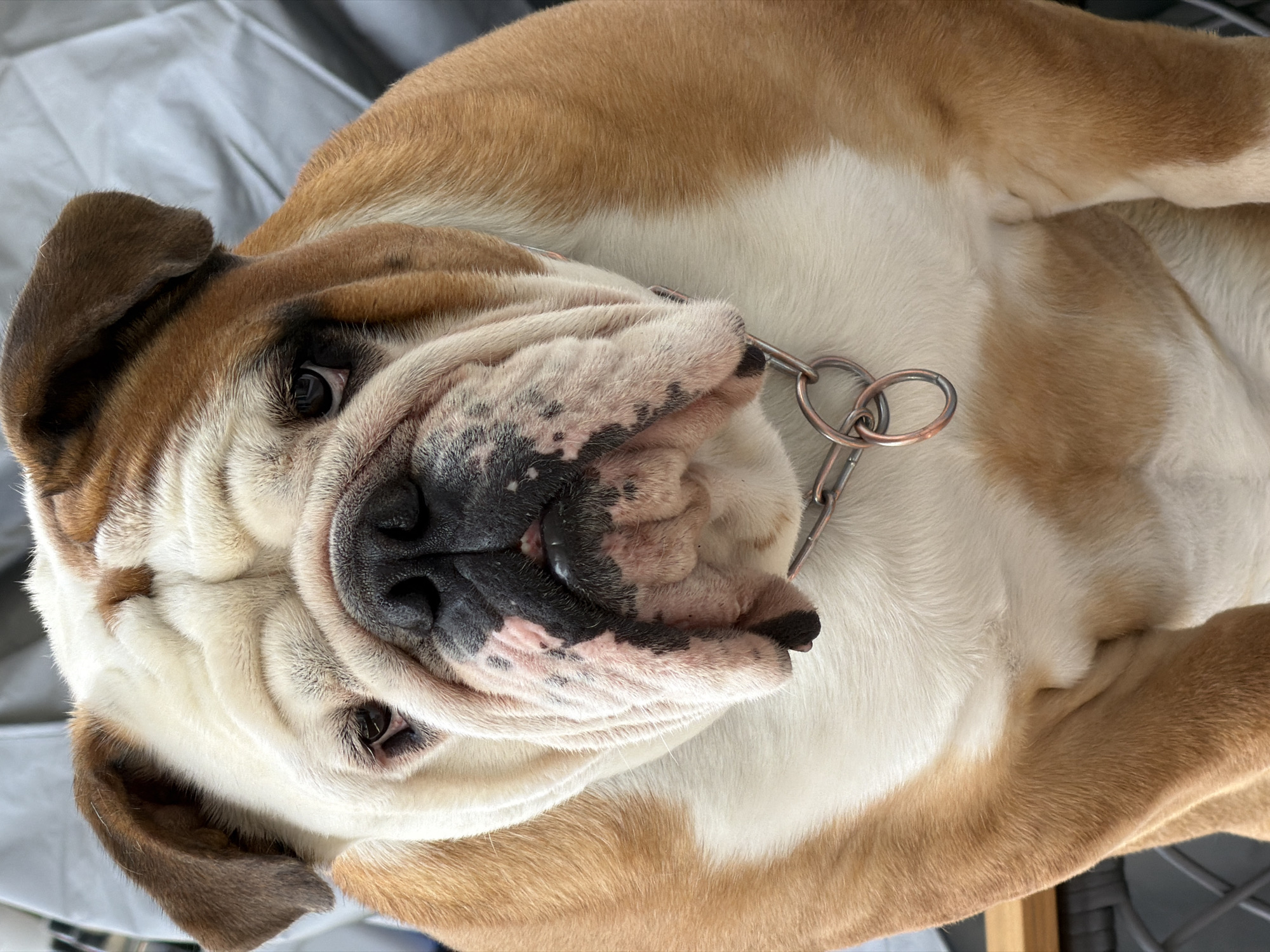 A close-up, head-on shot captures an English Bulldog with a tan and white coat, its face filling most of the frame. The dog's prominent wrinkles and folds are clearly visible, as is its dark nose and pinkish muzzle area. It wears a metal chain collar with two linked rings. The background consists of a soft, light grey, textured material, possibly upholstery or a draped fabric, which is out of focus. The lighting is even, highlighting the dog's features without harsh shadows. No specific location in Sofia, Bulgaria can be determined from the image.