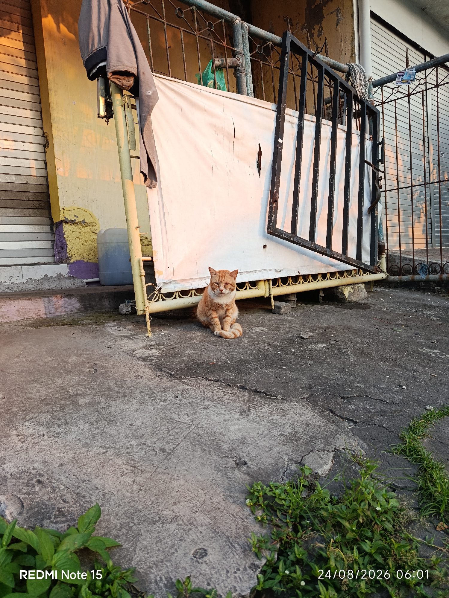 An orange tabby cat is sitting on a cracked concrete surface in front of a white tarp and a black metal gate. The cat is facing the camera, with its paws tucked beneath it and its tail curled around its body. The cat's fur is short and striped, and it has green eyes. The background of the image is a building with a yellow facade and a gray metal shutter. A plastic container is visible to the left of the cat. The lighting in the image suggests it was taken during the golden hour, with warm light casting long shadows. The image also contains a timestamp and "REDMI Note 15" text overlay. The scene appears to be an outdoor urban environment, possibly a back alley or a less-maintained area.
