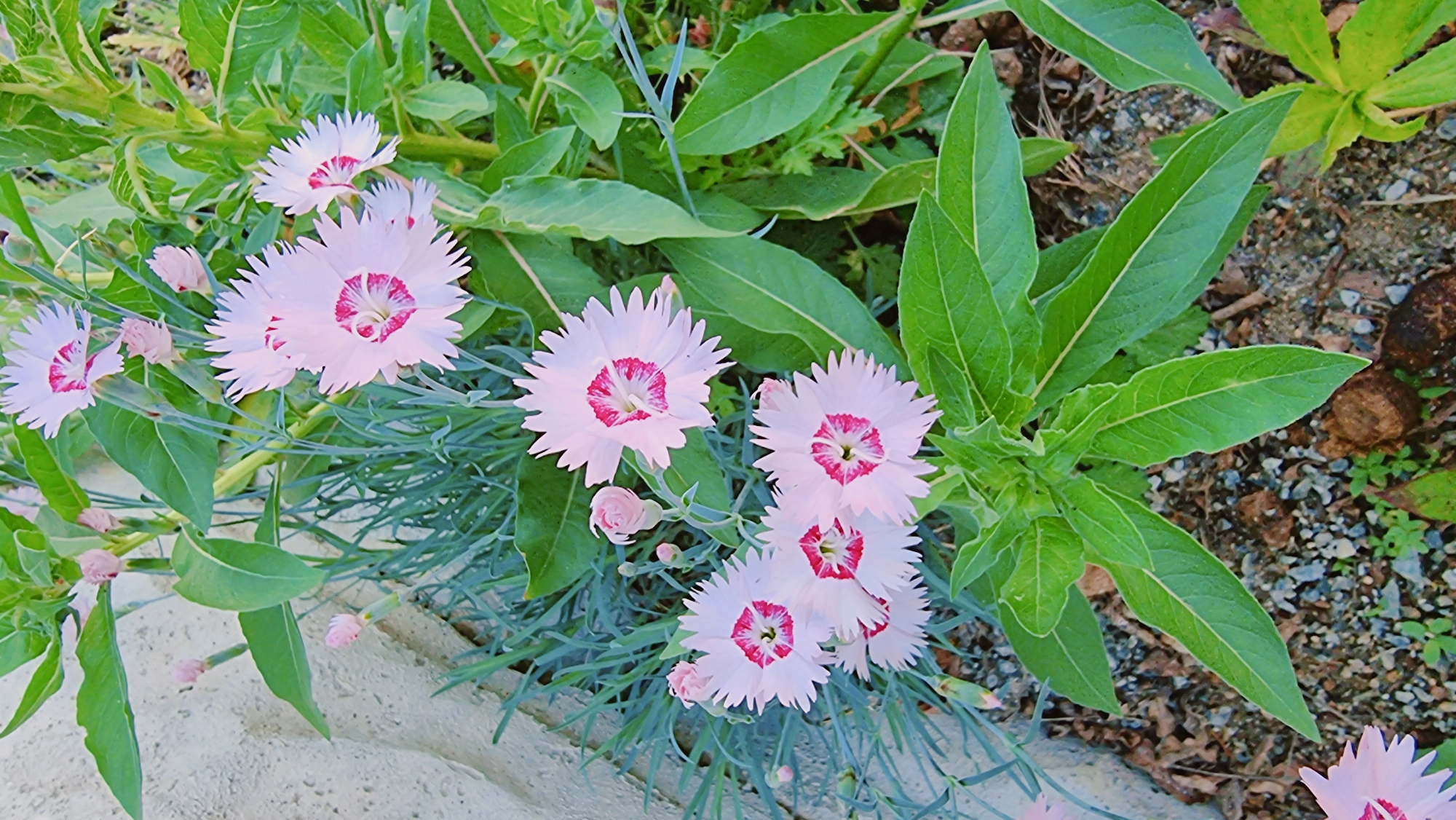 The image shows a close-up view of several Dianthus flowers with pale pink petals and a darker pink center, surrounded by narrow, bluish-green foliage. Adjacent to the Dianthus flowers are broader, vibrant green leaves of a different plant species. The ground is composed of a mix of small rocks, pebbles, and some sparse greenery. A concrete edge is visible in the lower left corner. The image was taken in Dunnae-myeon, South Korea.