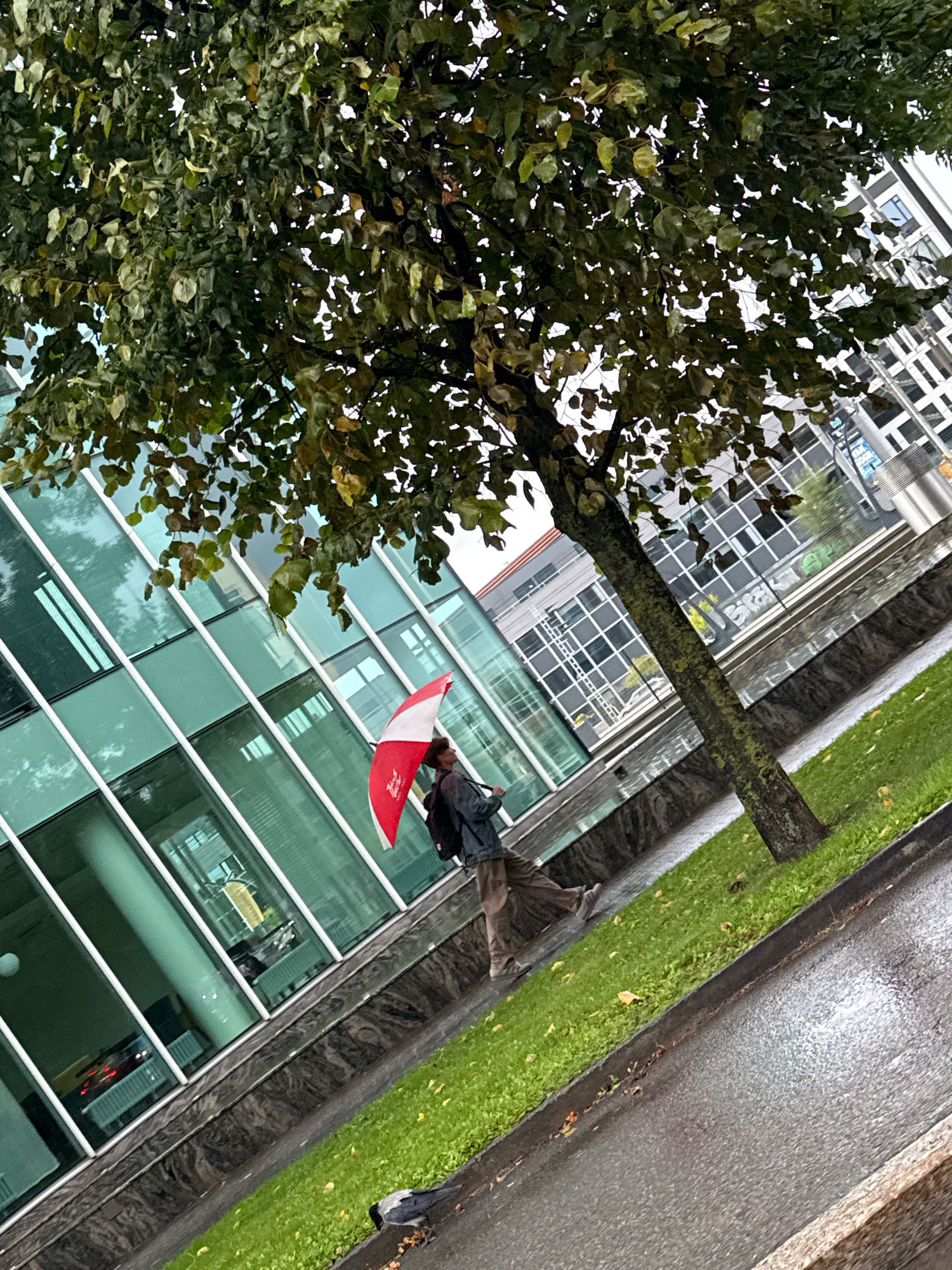 The image shows a person walking with a red and white umbrella on a wet sidewalk. The person is wearing a dark jacket and brown pants. The background features a modern building with glass windows, a tree with green leaves, and a patch of grass. The scene appears to be in an urban environment. The wet ground and the umbrella suggest it is raining. There is a crow visible on the ground near the sidewalk. The orientation of the image is tilted.