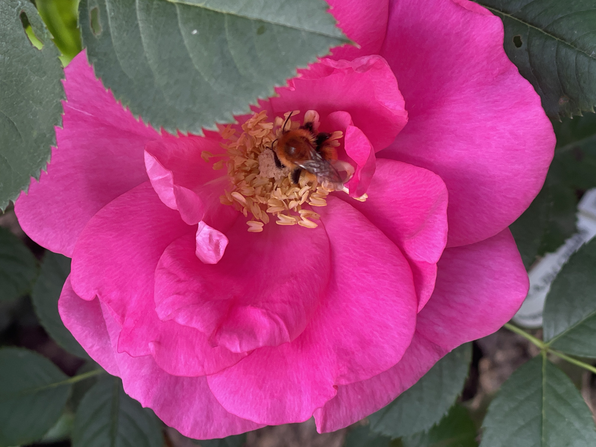 A close-up, slightly angled shot captures a vibrant pink rose in full bloom, its petals soft and textured. In the center of the flower, nestled among the stamen, a bumblebee with fuzzy orange and black stripes is actively collecting nectar. The bee's legs are dusted with pollen, indicating its busy work. Surrounding the rose, dark green leaves with serrated edges provide a contrasting backdrop, some partially obscuring the flower's edges. The background is blurred, suggesting a natural outdoor setting, possibly a garden in the city of Angarskie Khutora, Russia, given the context. The lighting is natural, highlighting the dew-kissed appearance of the flower and the bee's intricate details.