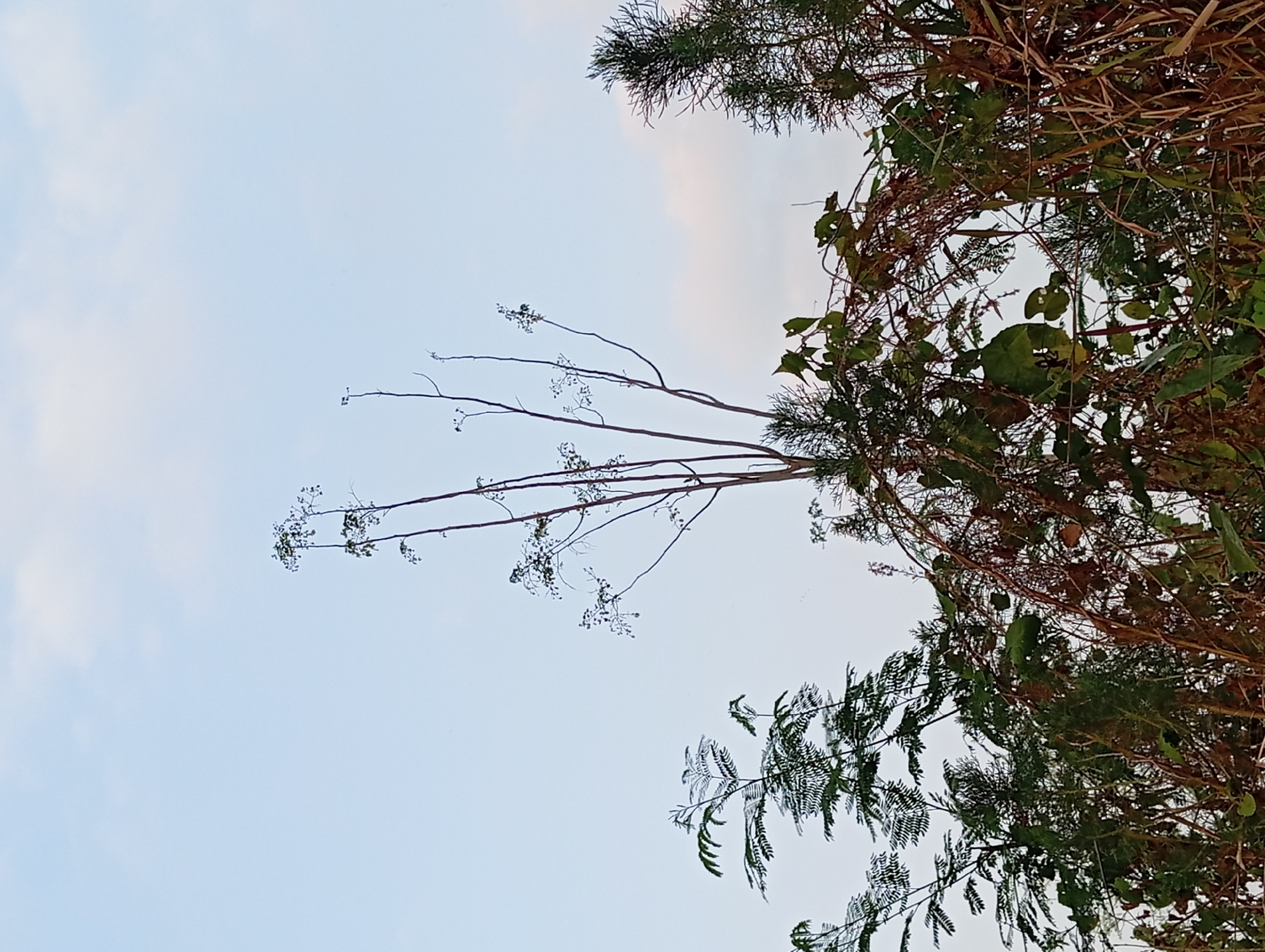 The image captures a close-up view of vegetation against a pale blue sky with faint clouds. In the foreground and mid-ground, various plants are visible, including tall, slender trees with sparse leaves, feathery green foliage, and tangled brown vines with some green leaves. The sky dominates the upper half of the frame. The scene appears to be outdoors in a natural or overgrown setting, possibly a garden or a wild area. There are no people or animals present, and no specific urban features of Karang Jati, Indonesia are discernible.