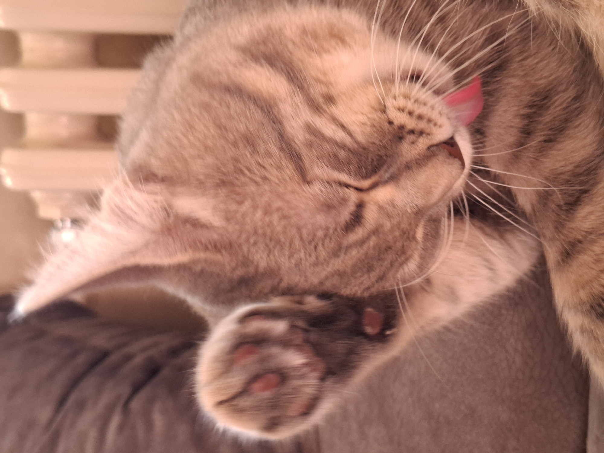 A tabby cat is grooming itself, licking its paw with its tongue extended. The background suggests the photo was taken indoors on a grey surface, possibly a sofa or cushion. The specific location in Novi Sad, Serbia, cannot be determined from the visual information provided.