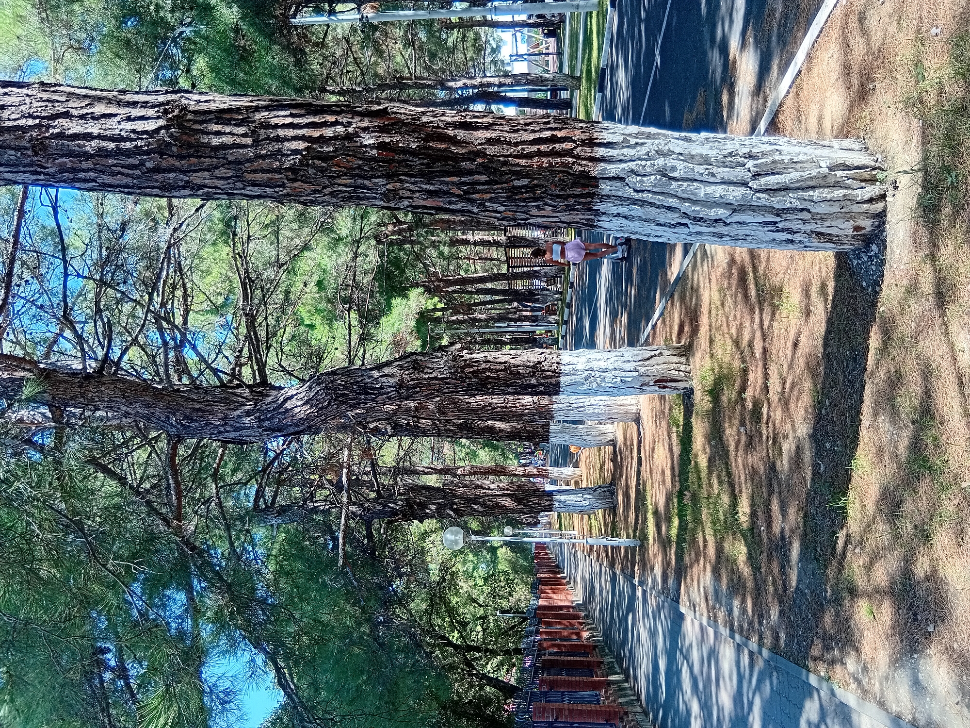 The image depicts a sunny outdoor scene with a paved walkway on the left and a road on the right, separated by a line of tall pine trees. The trees have thick, textured bark and the lower portions of their trunks are painted white. A dark red brick fence with black metal railings runs along the side of the walkway. The ground beneath the trees is covered in dry pine needles and patches of sparse grass, with dappled sunlight casting shadows. Several lampposts with round, globe-like fixtures are visible along the walkway. In the background, on the right side of the road, a young person wearing pink shorts and a white top is riding a scooter. Further in the background, more trees, a playground structure, and distant buildings are visible. The sky is clear and blue.