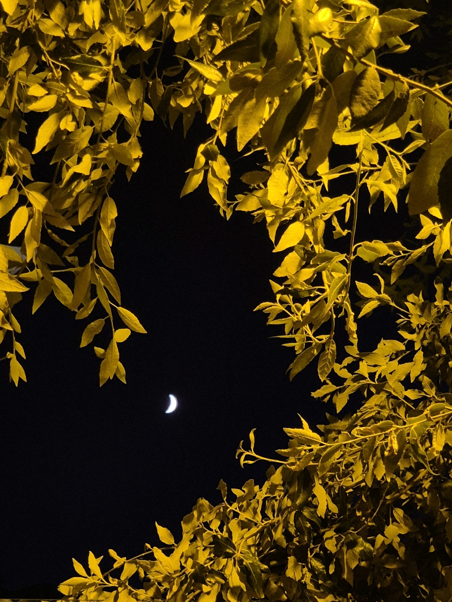 The image depicts a night scene with a crescent moon visible in a dark sky, framed by branches and leaves illuminated with a yellow light. The leaves are dense and occupy the upper and lower portions of the frame, creating a canopy effect. The overall impression is one of an outdoor setting, possibly a park or garden, in Taranto, Italy. There are no people or specific urban structures clearly identifiable. The lighting suggests artificial illumination from streetlights or similar sources.