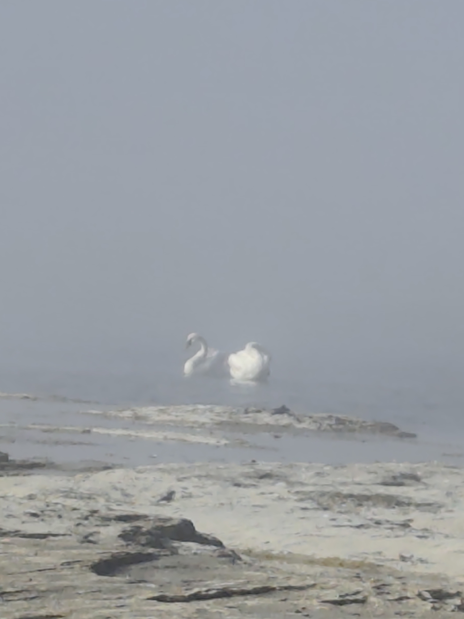 The image shows two white swans in a body of water obscured by fog. The swans are in the middle ground of the image. The foreground consists of a rocky, irregular shoreline. The background is a light gray expanse, also obscured by fog. The overall lighting is dim and diffused, consistent with foggy conditions. The location is identified as the city of Saiyn Şapağatov, Kazakhstan.