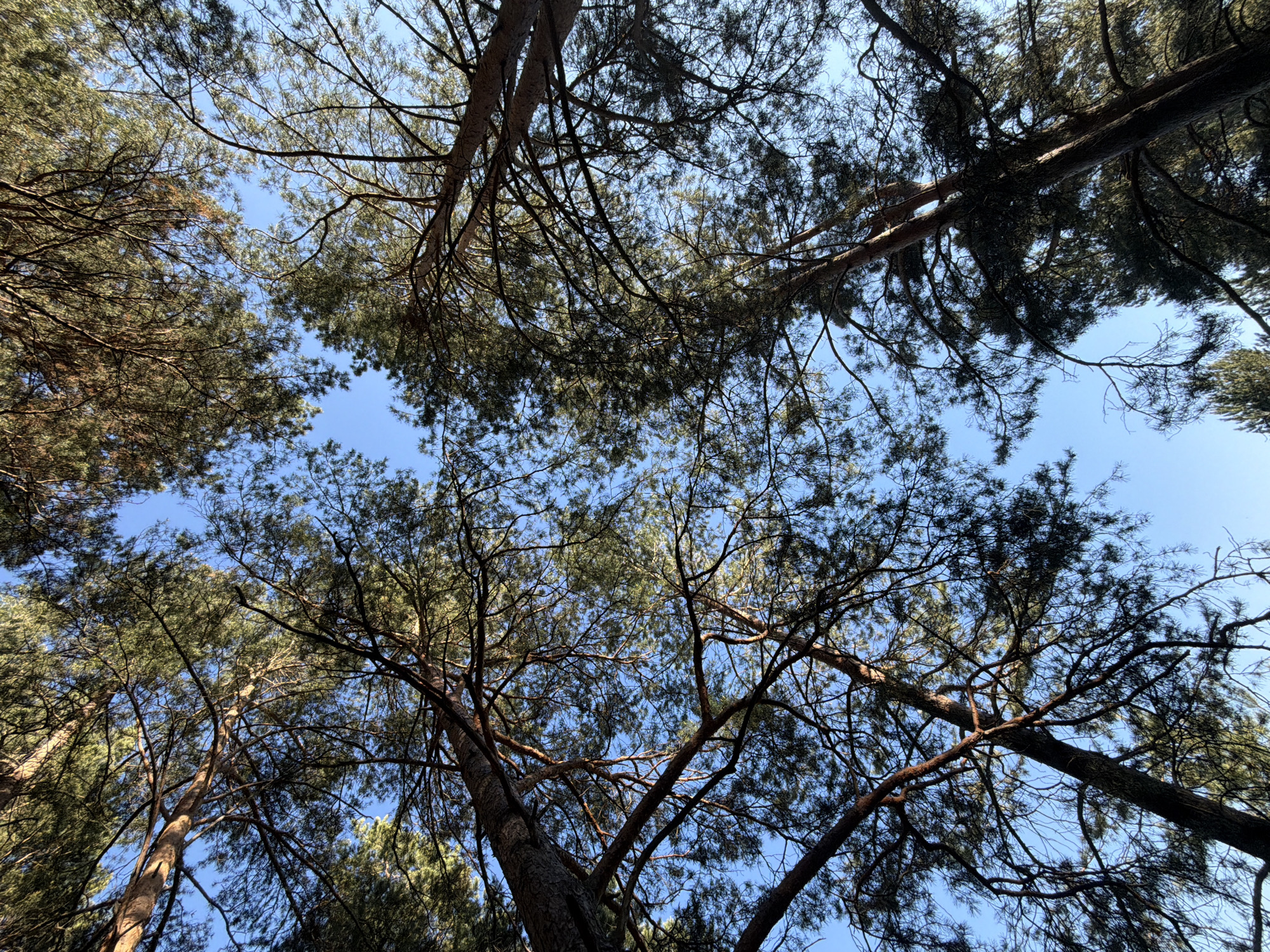 The image is a low-angle shot looking up into a canopy of trees against a clear blue sky. The trees appear to be coniferous, judging by the needle-like leaves and branching patterns. There are no people or other visible subjects other than the trees. The scene is located in Krasnoyarsk, Russia.