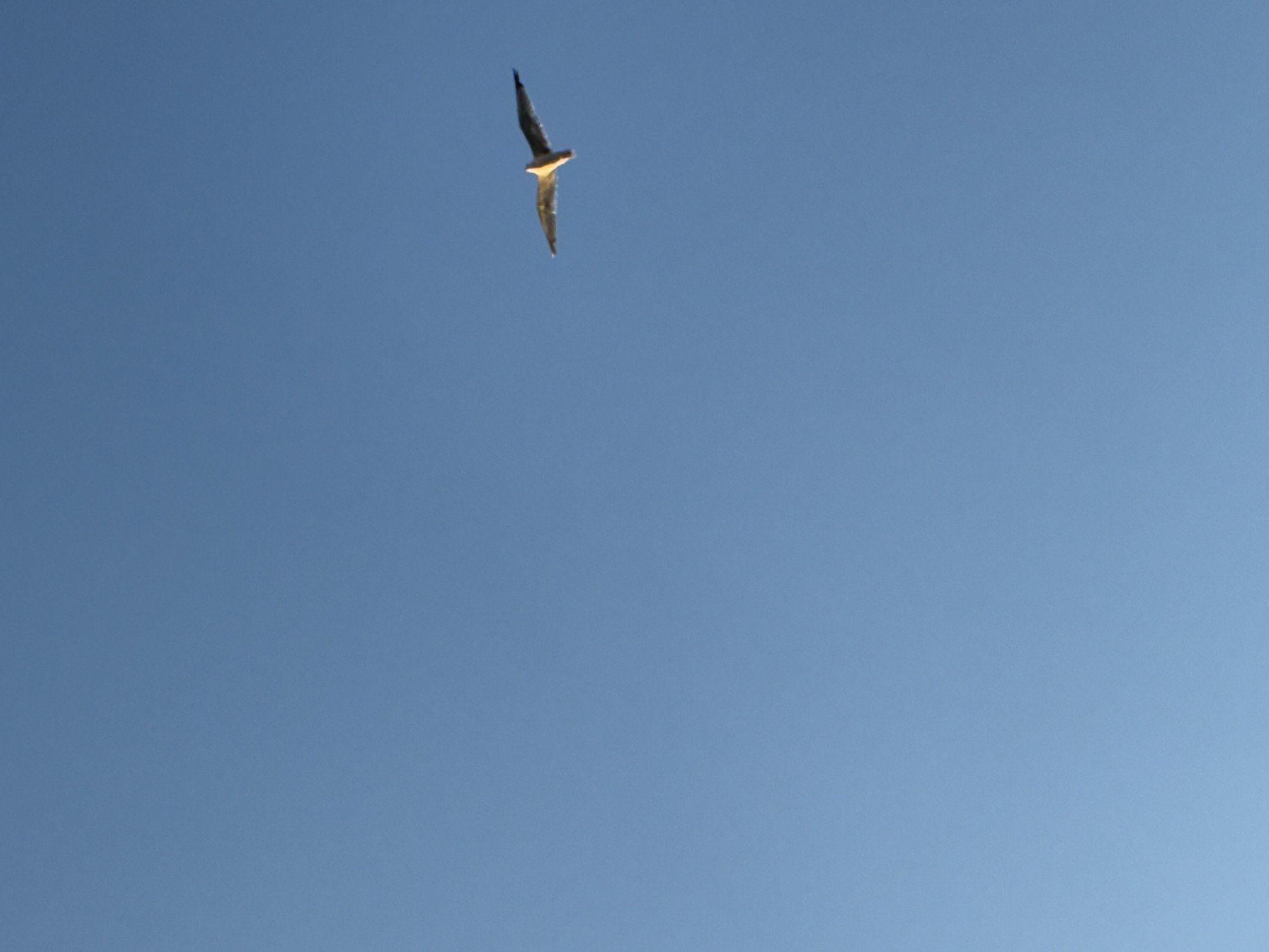 A solitary seagull is captured in mid-flight against a clear, uninterrupted blue sky. The bird is positioned in the right half of the frame, with its wings outstretched. Its body is illuminated by warm, likely late afternoon or early morning sunlight, highlighting its white and gray plumage. The background is a uniform expanse of blue sky, devoid of any clouds or distinguishing features. There is no discernible city or environmental context visible in the image, making it impossible to determine a specific location within Alanya, Turkey. The image is a close-up of the bird and sky, with no other subjects, objects, or actions present.
