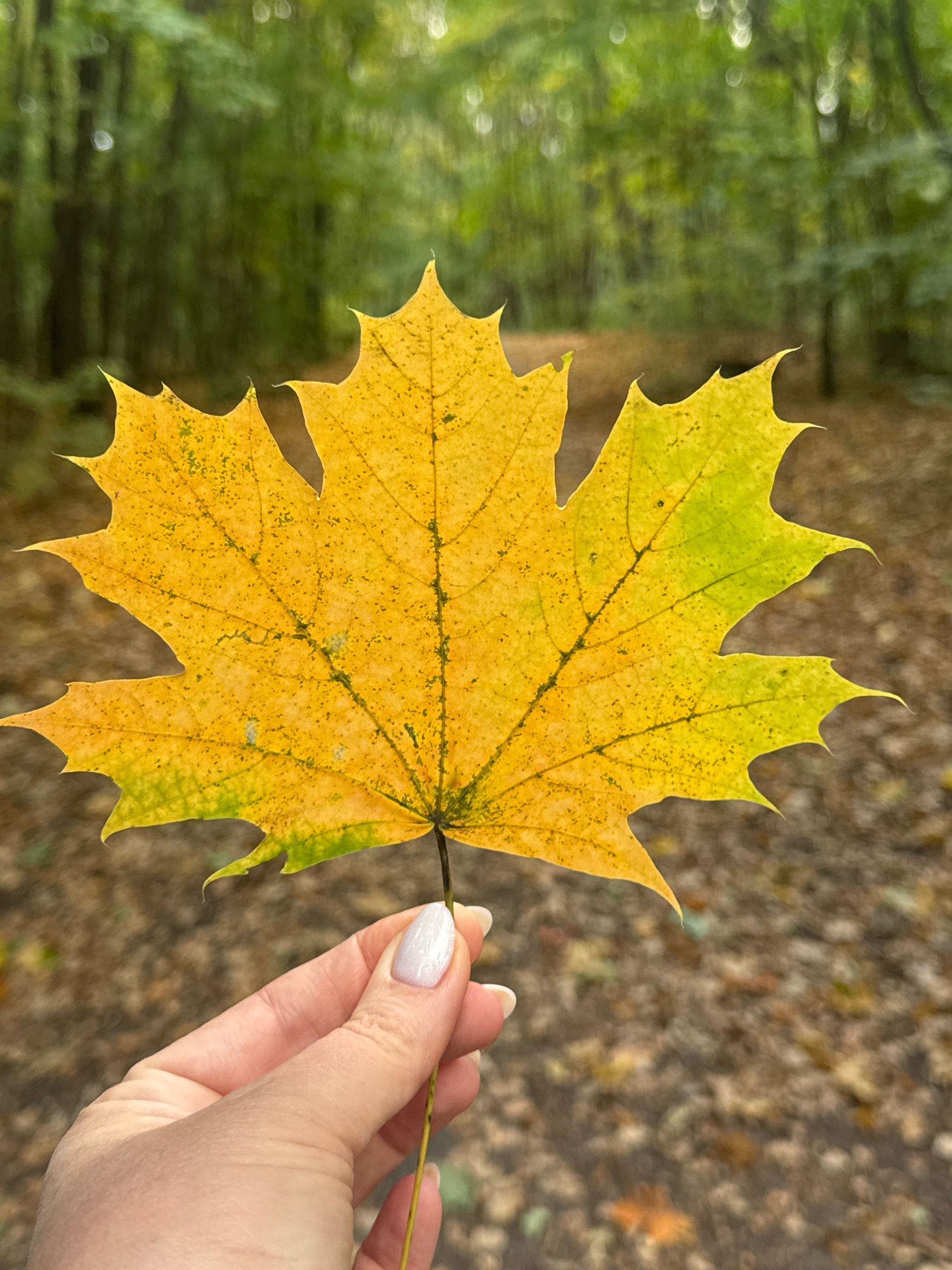 A person's hand with a light-colored fingernail polish is holding a single, vibrant yellow maple leaf. The leaf is detailed, showing prominent veins and small dark speckles, with a hint of green on its right side. The background is a blurred forest scene, with a path lined by fallen leaves on the ground and trees with green foliage receding into the distance. The lighting suggests an outdoor environment, likely during daytime.