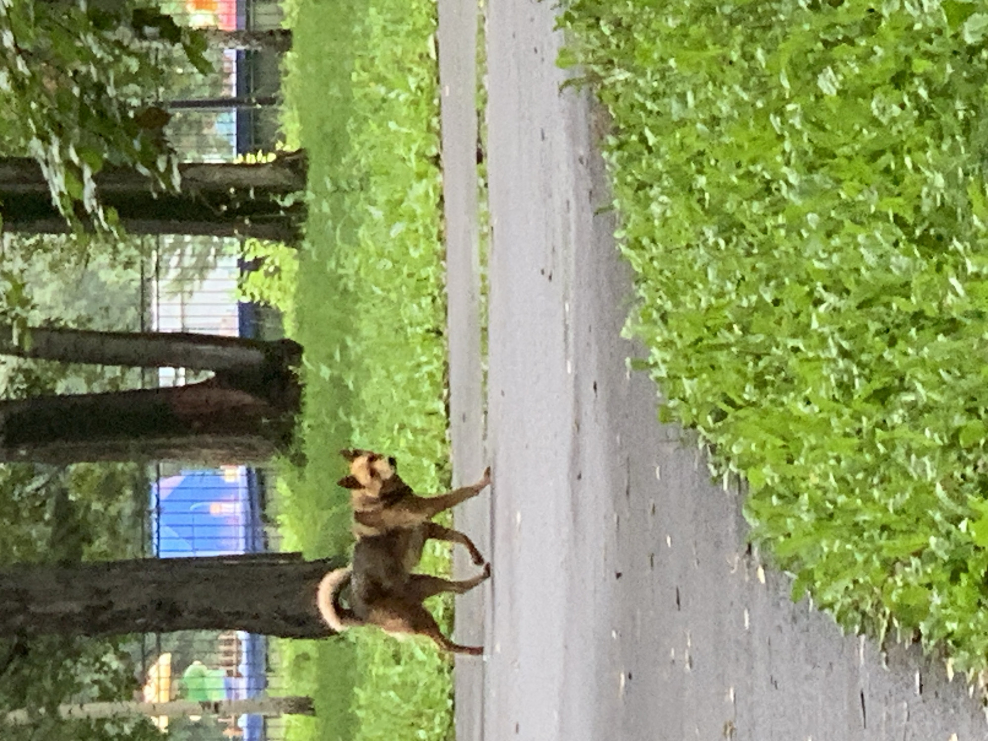 A medium-sized, brown and tan dog with a curled tail walks on a paved pathway in a park. The dog is facing left, with its head turned slightly towards the right. Behind the dog, lush green grass and trees are visible. In the background, a blue structure, possibly a playground, can be seen. The setting appears to be a public park in Prokopyevsk, Russia, on a cloudy day.