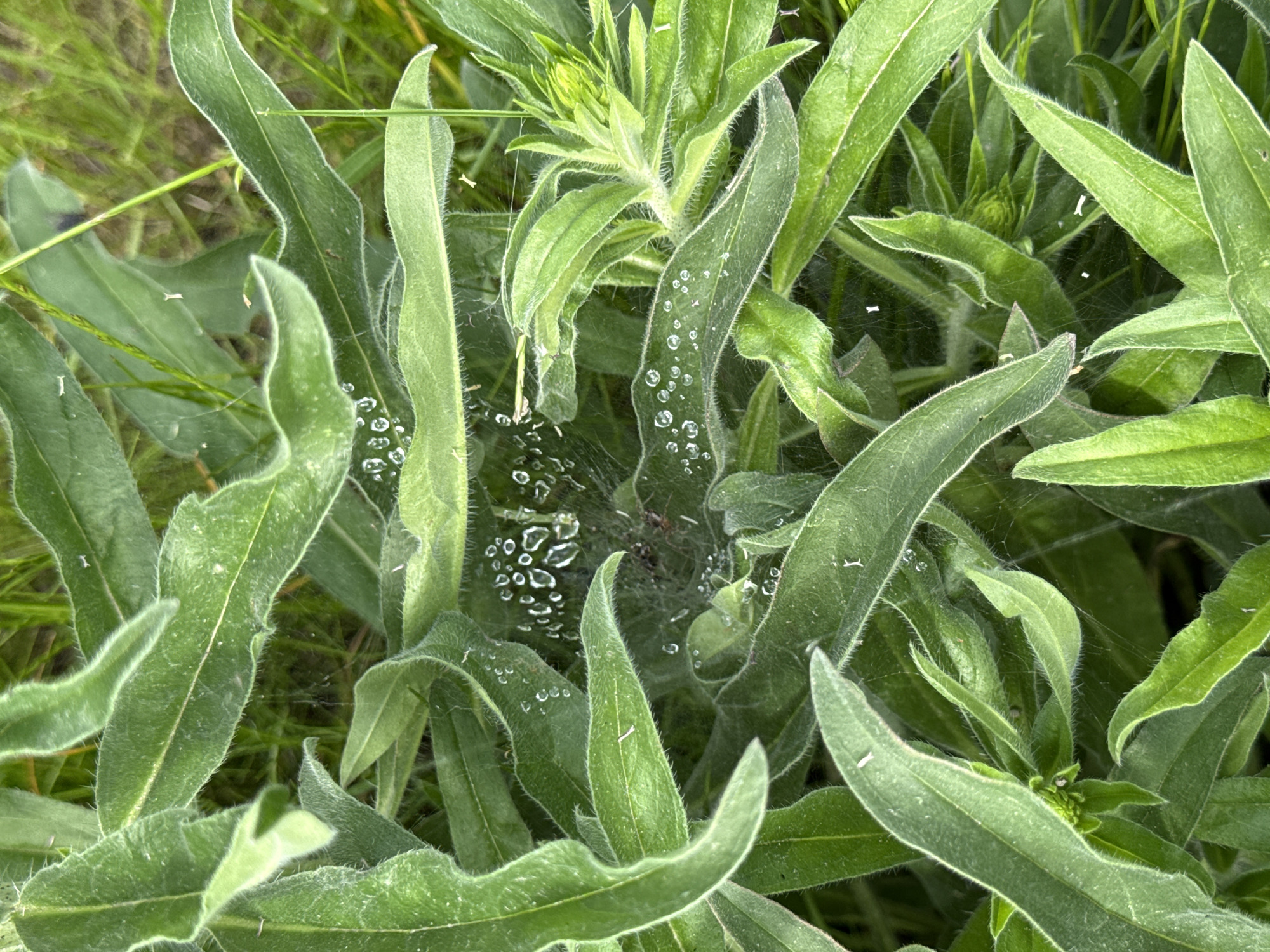 The image captures a close-up view of lush, vibrant green foliage, likely from a herbaceous plant, possibly in an early stage of blooming. The leaves are elongated, somewhat lance-shaped, and display a distinctive fuzzy or hairy texture, particularly along their edges and veins. Several tightly closed green flower buds are visible among the leaves, especially towards the upper and central areas of the frame.
A delicate spiderweb is intricately woven between the leaves, with a notable concentration in the central portion of the image. This web is adorned with numerous small, clear water droplets, which glisten and reflect light, creating a sparkling pattern across the fine strands. Some droplets also rest on the surfaces of the leaves. A tiny, dark spider can be vaguely discerned in the shadowy center of the dew-laden web, partially obscured by the water droplets.
The overall impression is one of natural detail and freshness, suggesting either early morning dew or recent rain. The lighting is soft and diffused, enhancing the textures and moisture. The background consists of out-of-focus green vegetation. There is no visible text or human presence. The provided location context is Berezyna, Ukraine.