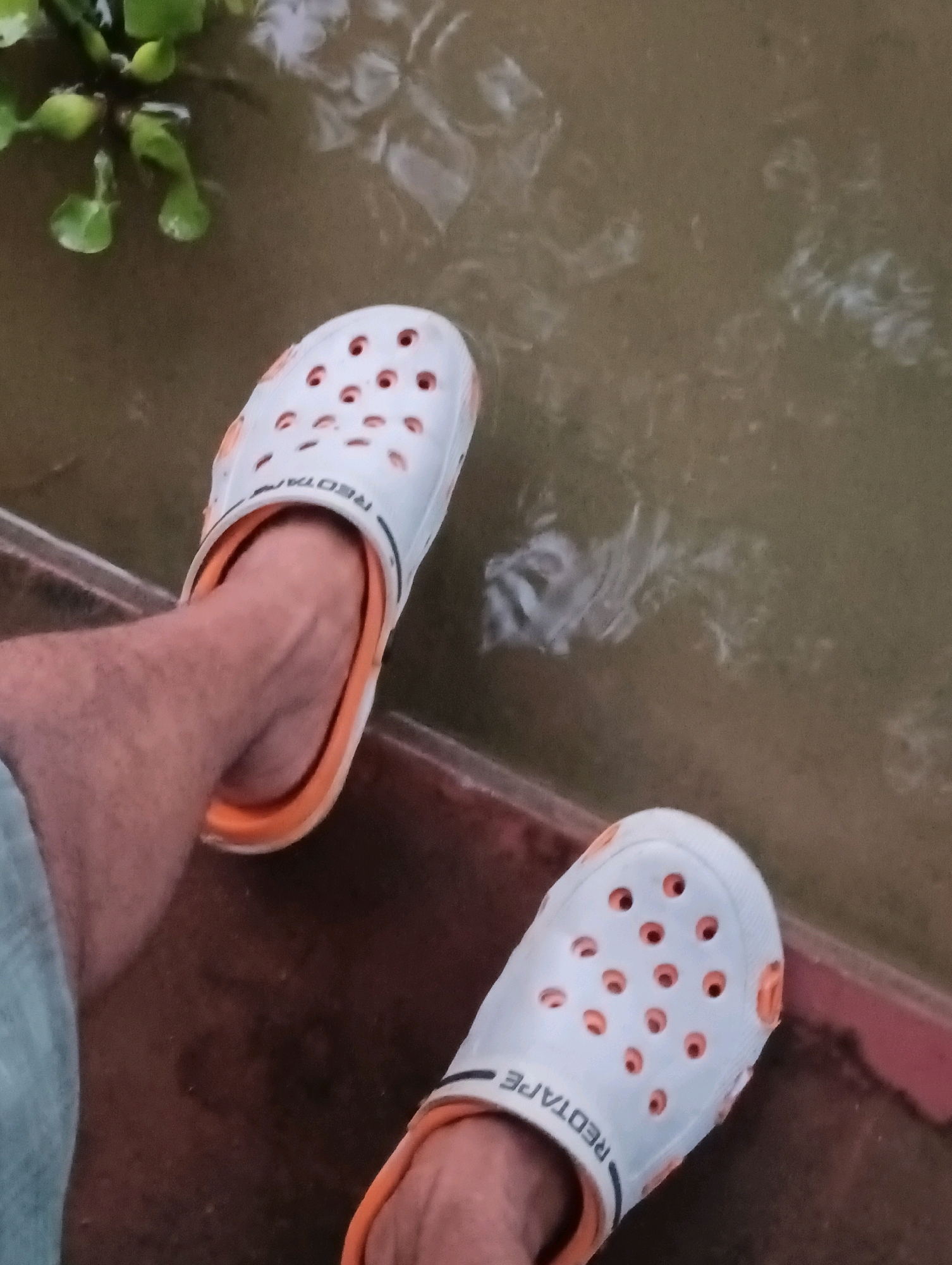 Two white and orange Crocs-style sandals are visible. The left sandal is on a person's left foot, which is partially visible and clad in a light blue garment. The sandal is resting on a dark brown surface. The right sandal is on the person's right foot, and it is also resting on the dark brown surface. The background consists of murky water with some greenery floating in it. The scene appears to be outdoors, possibly near a body of water. The image does not provide specific details about the city of Tilkar, India.