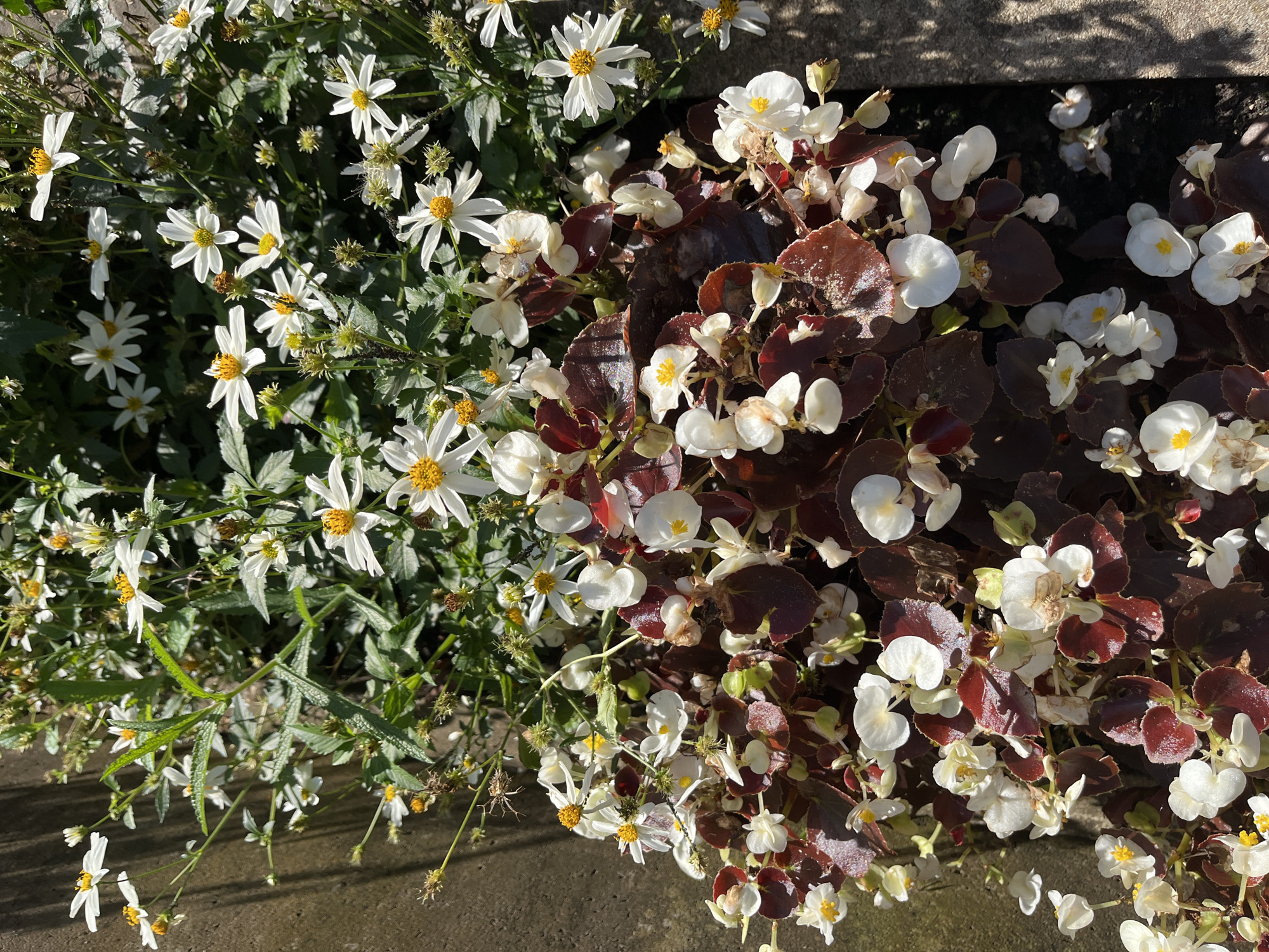 The image displays a close-up, overhead view of a flower planter box filled with a mix of white and yellow flowers and dark red foliage. The flowers are predominantly white with yellow centers, some appearing to be small daisies and others delicate, bell-shaped blooms. The dark red foliage is leathery and heart-shaped, providing a stark contrast to the white and yellow of the flowers. The planter box itself appears to be made of concrete, with textured surfaces and some shadowing cast on its right side. The background consists of more greenery and the rough texture of a stone or concrete wall on the left, which is partially in shadow. There are no people or animals visible in the scene. The lighting suggests a bright, sunny day. The exact location within Kohtla-Järve linn, Estonia, is not discernible from the visual information provided in the image.