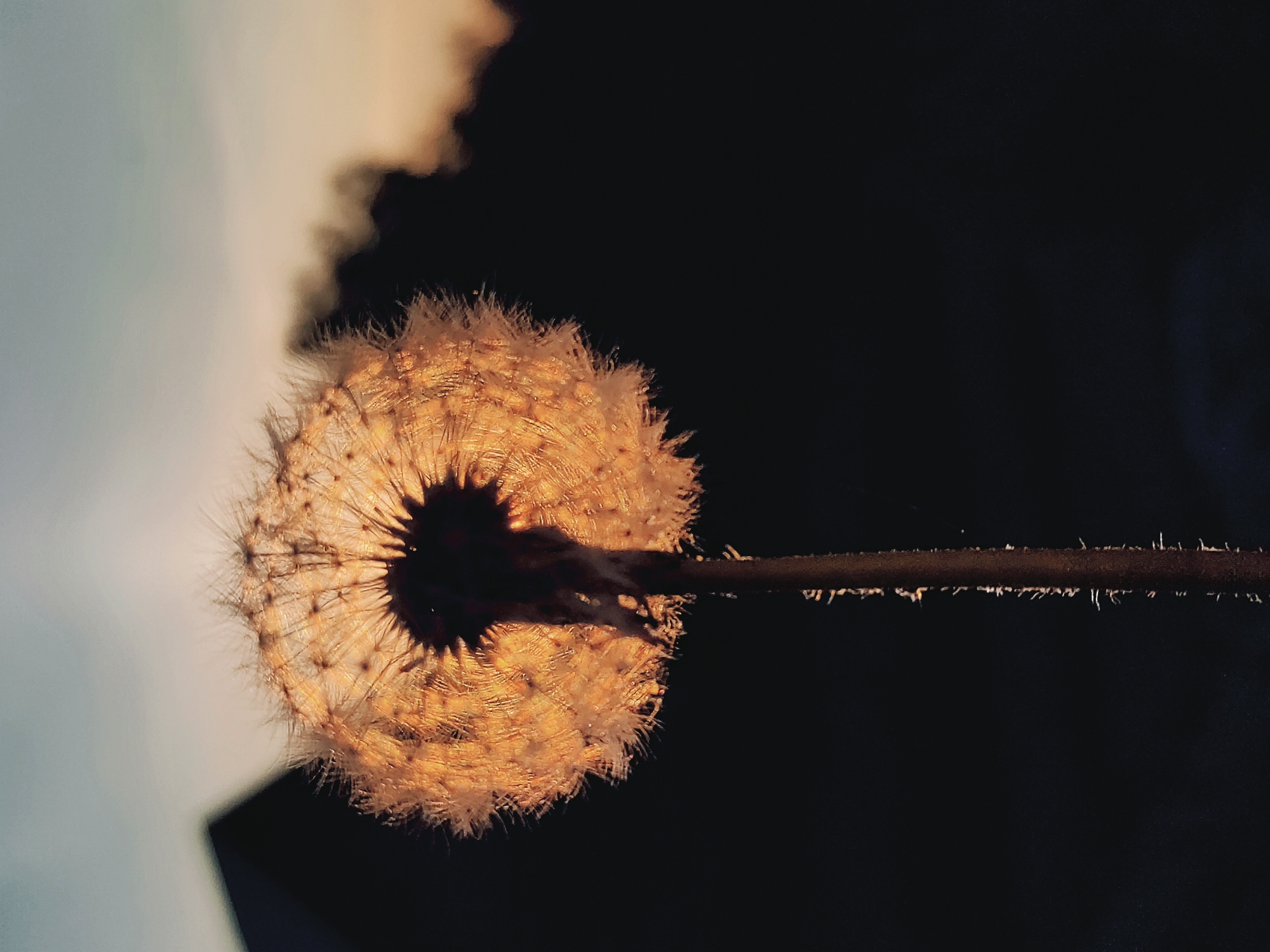 A close-up shot of a dandelion in seed against a dark, nearly black background. The dandelion is backlit, giving it a bright, golden glow. The stem extends horizontally across the frame. Part of a lighter object is visible to the left, possibly a building or sky. There is no information to indicate this image was taken in Ольховка, Russia.