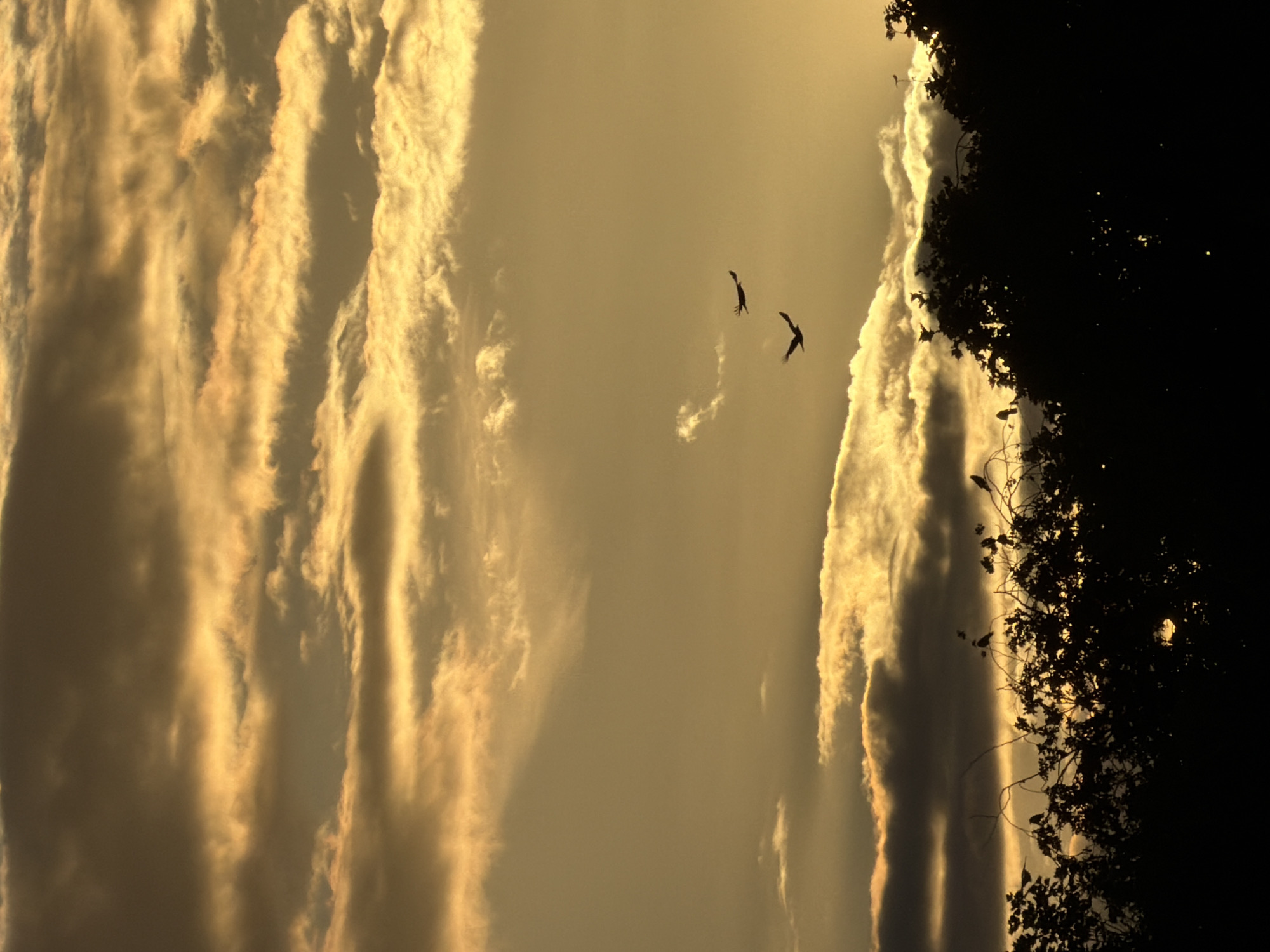 The image shows a dusk or dawn sky in Esch-sur-Alzette, Luxembourg, where the sky is predominantly a yellowish-grey. The left side of the frame features tall, vertical clouds illuminated by the sun. Two birds are flying in the center of the image. On the right side, there is a dark silhouette of trees and branches, obscuring some parts of the sky.