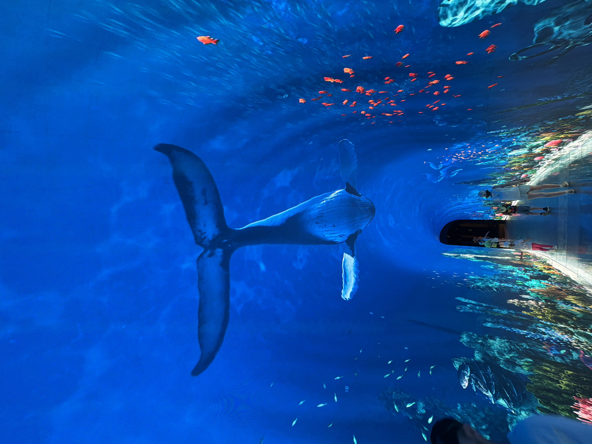 This image captures an interior view of an immersive, curved projection tunnel designed to simulate an underwater environment in the city of Unknown, Unknown. The ceiling and upper walls display deep blue water with subtle light patterns, featuring a large, light-colored whale seen from behind, prominently positioned in the upper center with its flukes spread. On the lower left wall, a school of small, light blue-green fish is projected above a colorful coral reef. On the right side, a dense school of numerous vivid red-orange fish is projected mid-wall, with a single red fish positioned higher and further right. The lower sections of both walls exhibit detailed, multi-colored projections of coral and seabed flora. Several individuals are present on a reflective pathway that forms the floor of the tunnel, walking away from the viewer. In the mid-ground, a person wearing a white shirt, shorts, and a backpack walks alongside two children, one in a light top and red pants, and another in a hat, t-shirt, and shorts. A partial view of a person's head and shoulder, wearing a dark cap and white shirt, is visible in the foreground on the left. The tunnel recedes into the distance, revealing a darker archway at its end.