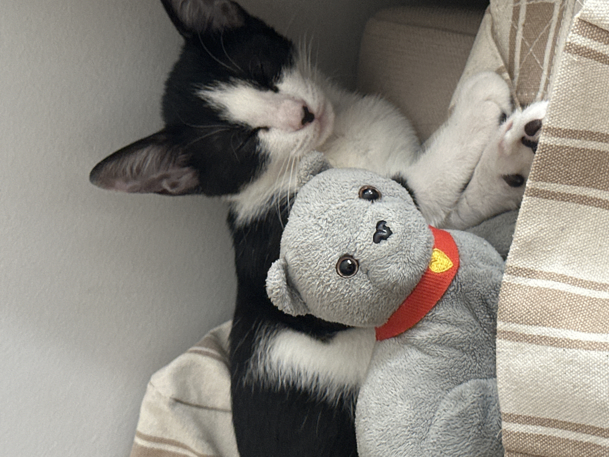 A black and white kitten is resting next to a gray stuffed bear on a striped blanket. The kitten has its eyes closed and appears to be sleeping. The stuffed bear has a red collar with a yellow heart on it. The background is a light gray wall. The scene appears to be indoors, possibly in a home. The location in Budva, Montenegro is not determinable from the image.