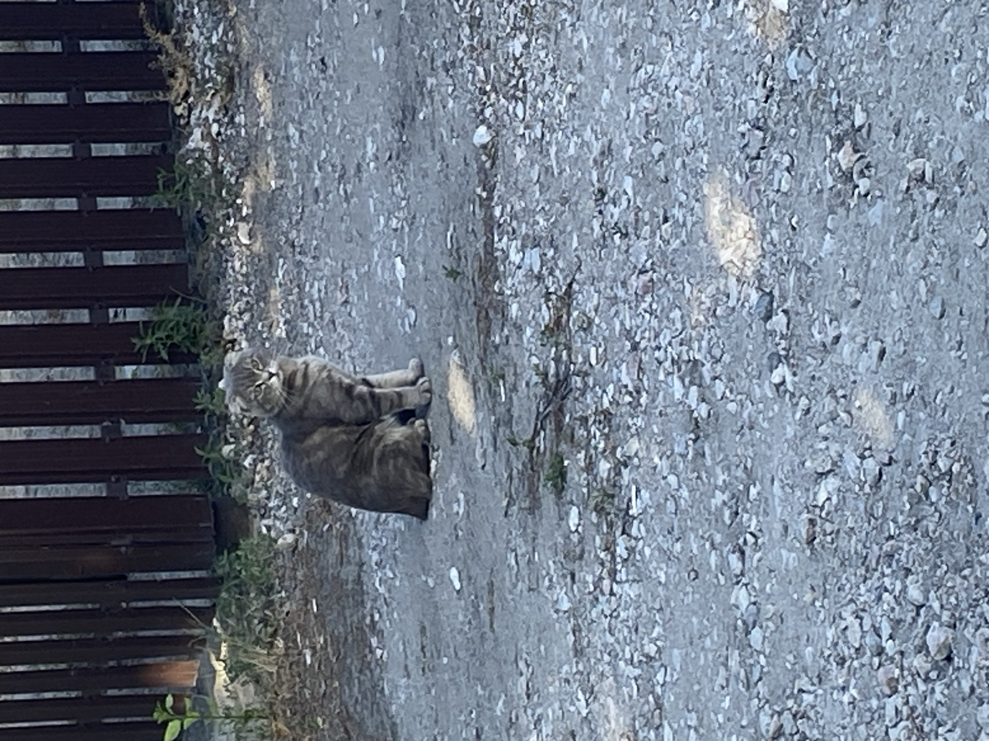 A grey tabby cat is sitting on a gravel path in front of a wooden fence. The cat is looking towards the camera with its ears slightly folded back. There are some green plants and dry weeds growing around the fence and on the path. The scene appears to be outdoors in daylight. The location is not specified beyond "Mamontovo, Russia".